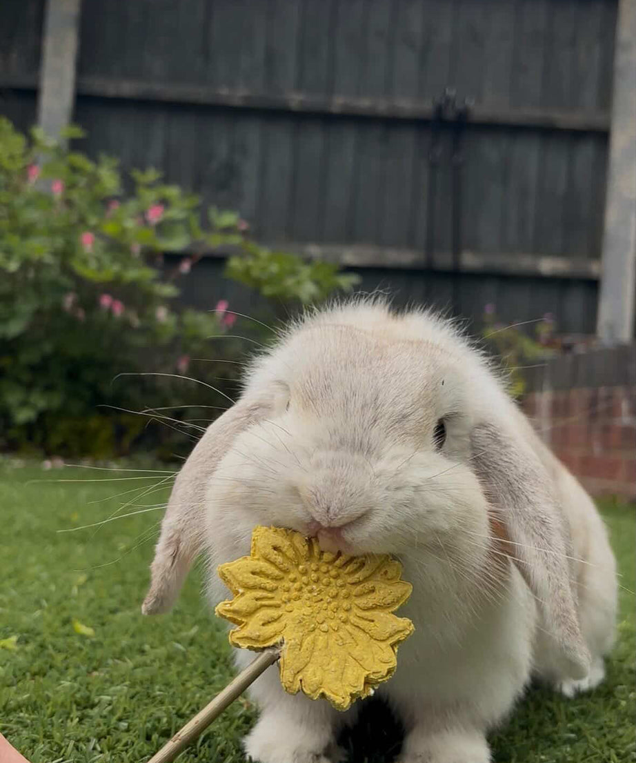 Sunflower Pops