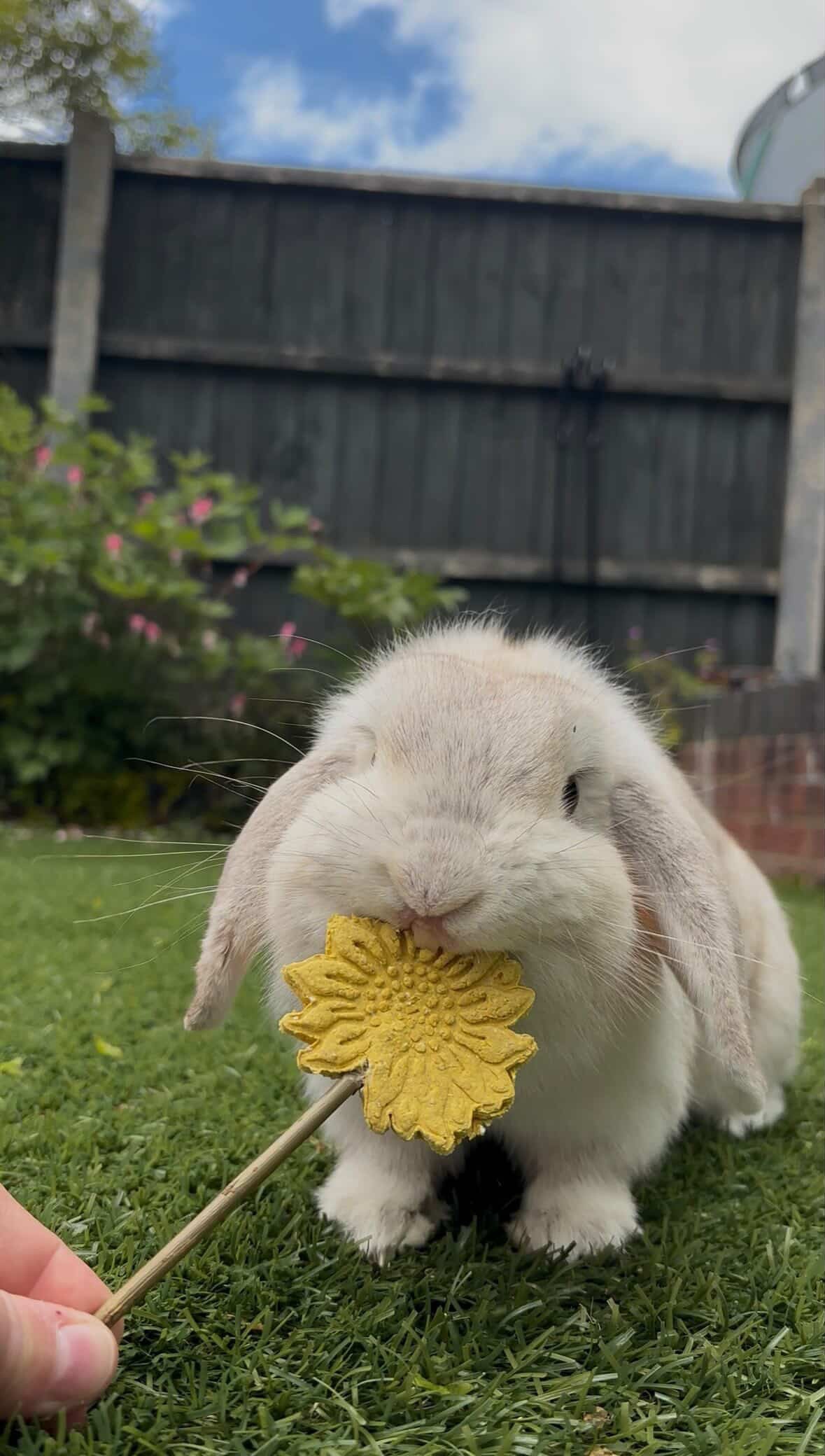 Sunflower Pops