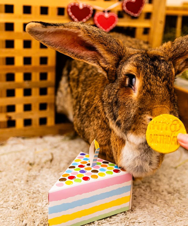 Happy Birthday Cookies