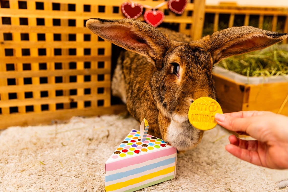 Happy Birthday Cookies