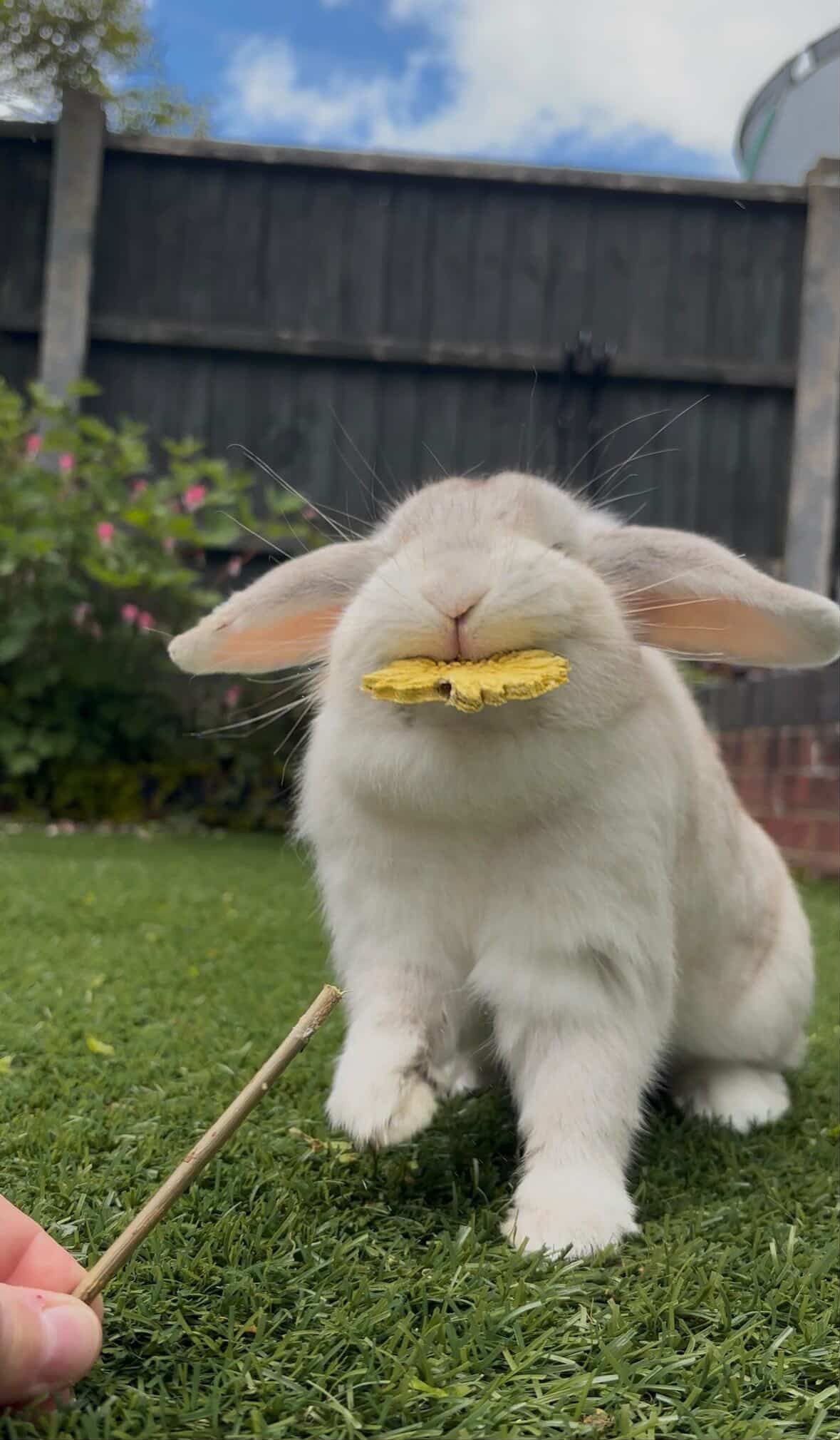 Sunflower Pops