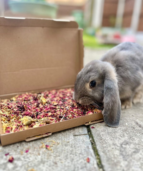 Birthday Confetti Forage Box