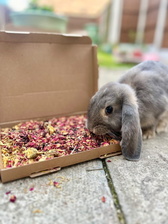 Birthday Confetti Forage Box