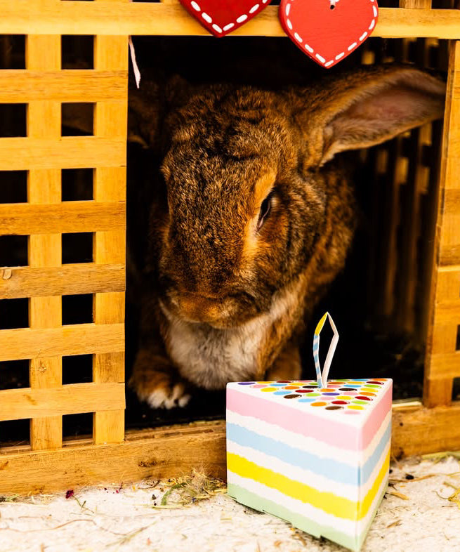 Happy Birthday Cake Slice