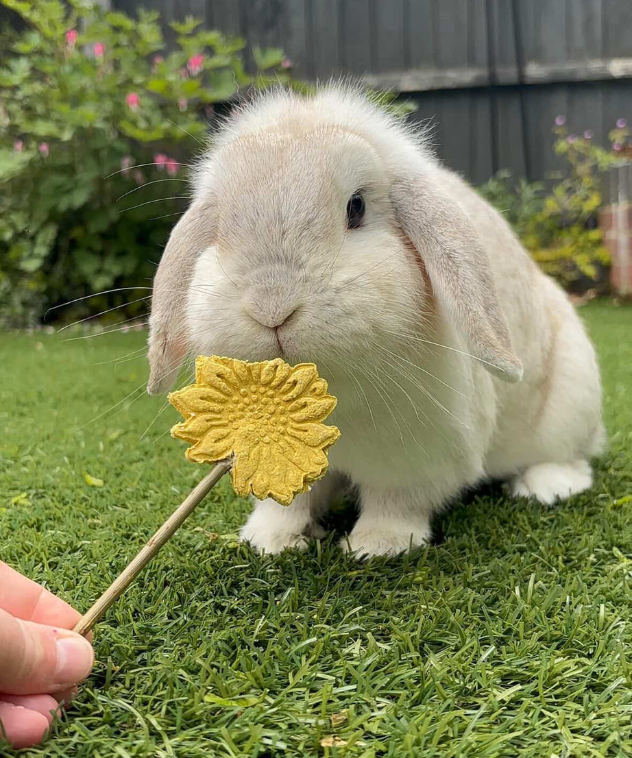 Sunflower Pops