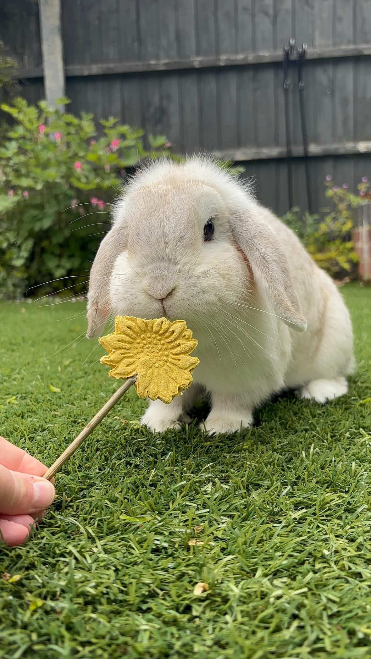 Sunflower Pops