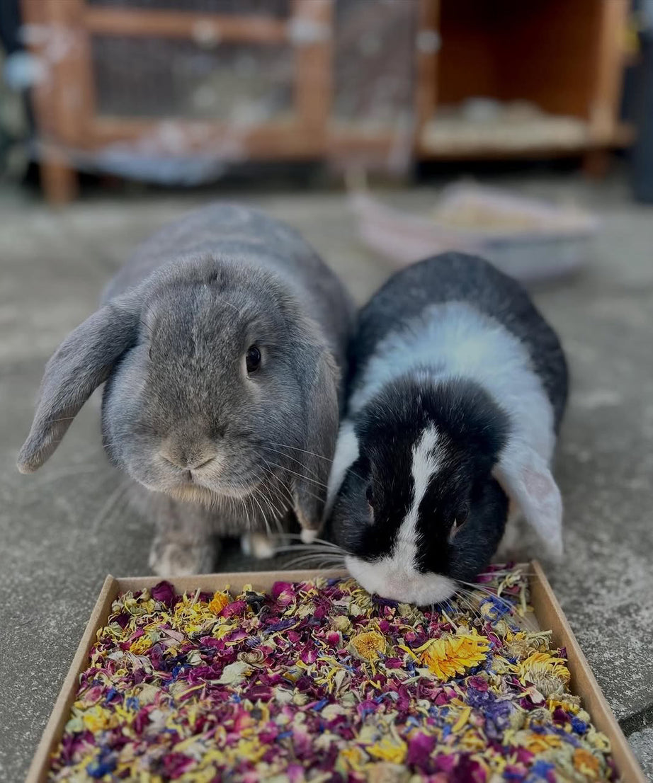Birthday Confetti Forage Box