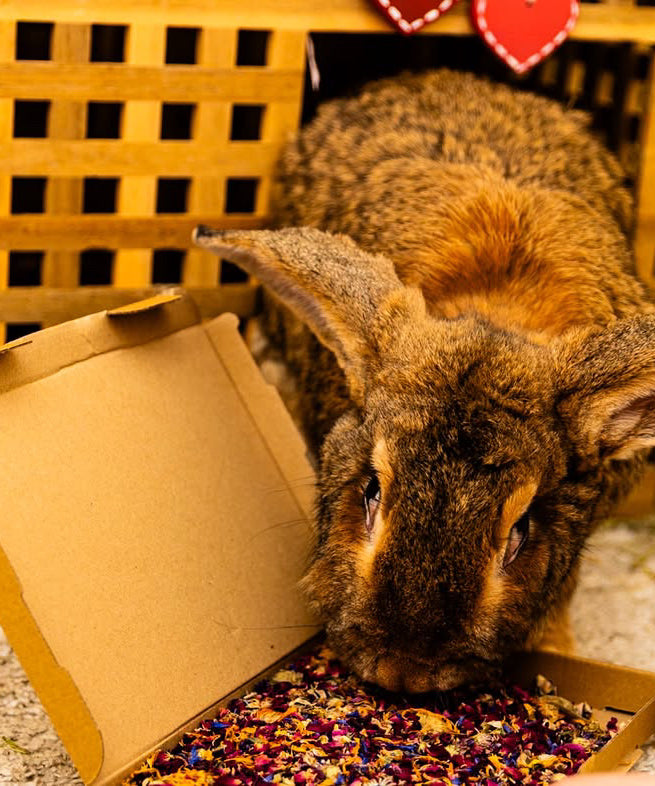 Birthday Confetti Forage Box