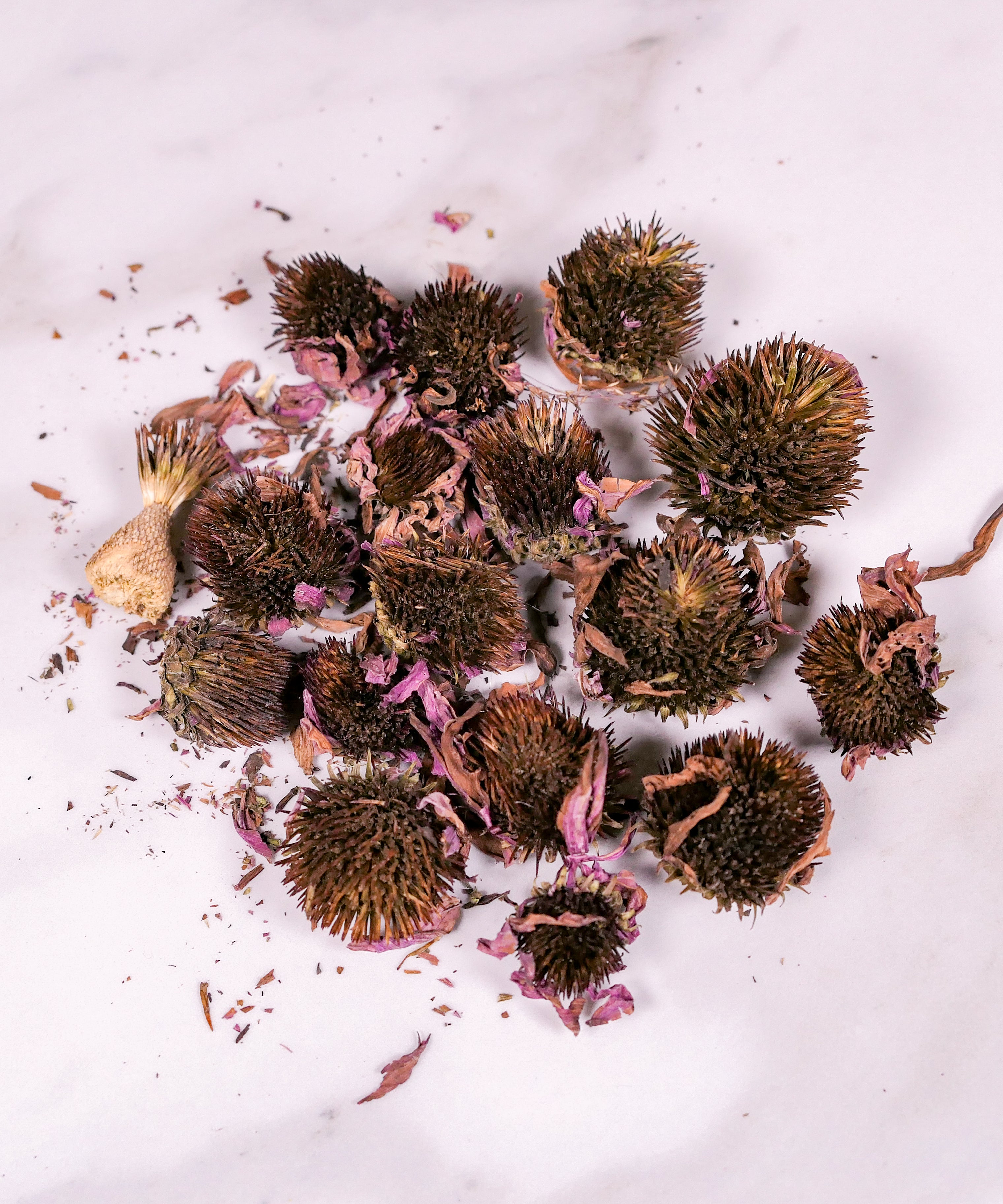 Forage Echinacea Flowers