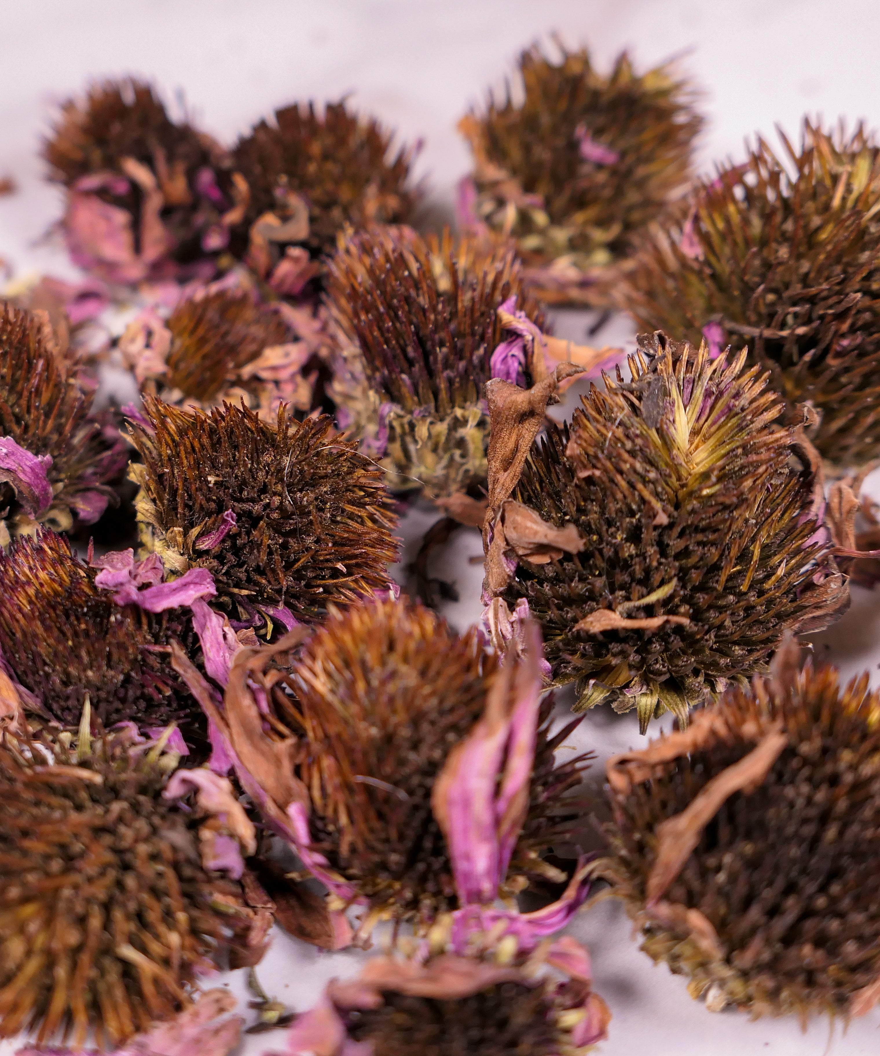 Forage Echinacea Flowers