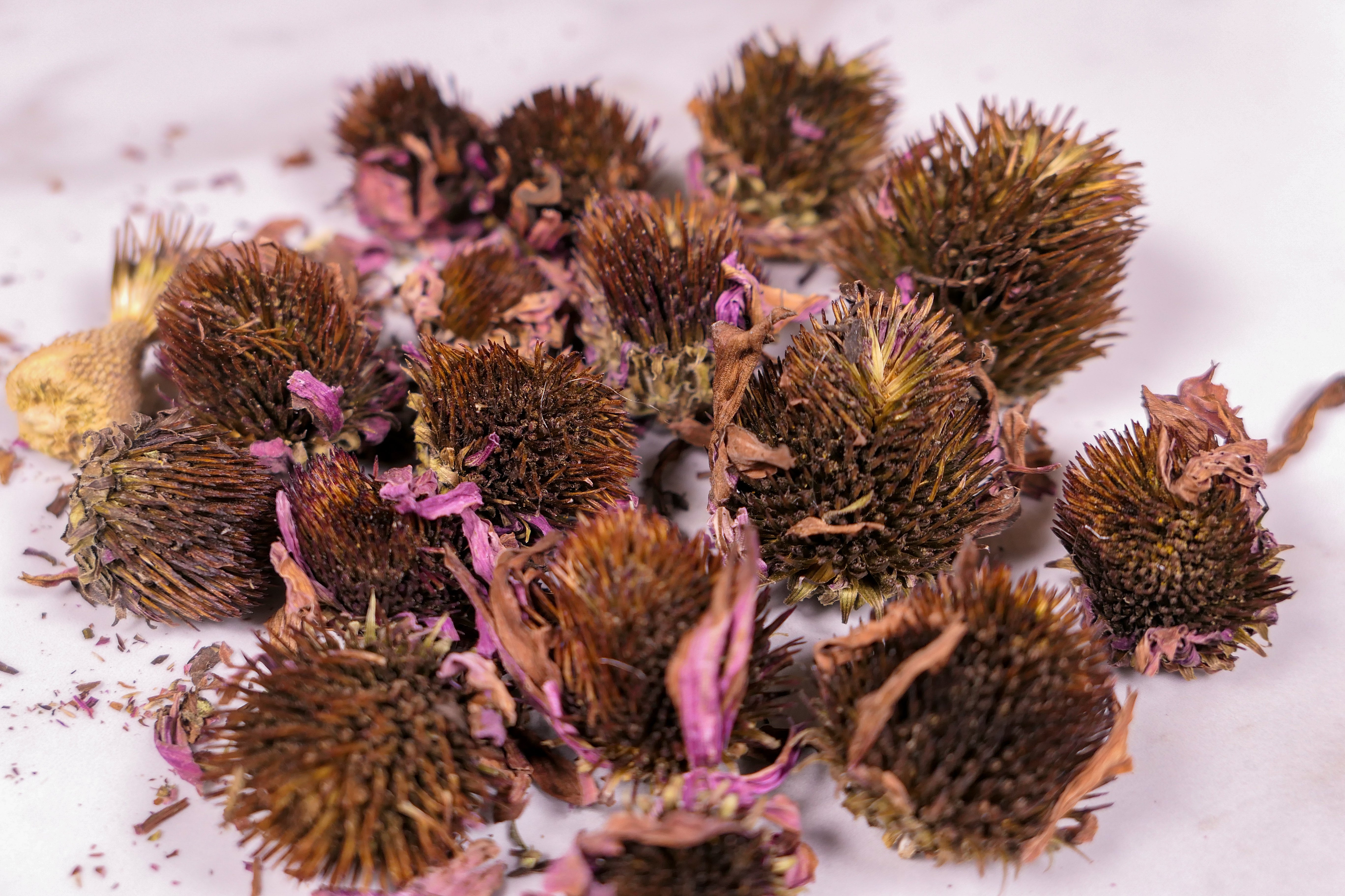 Forage Echinacea Flowers