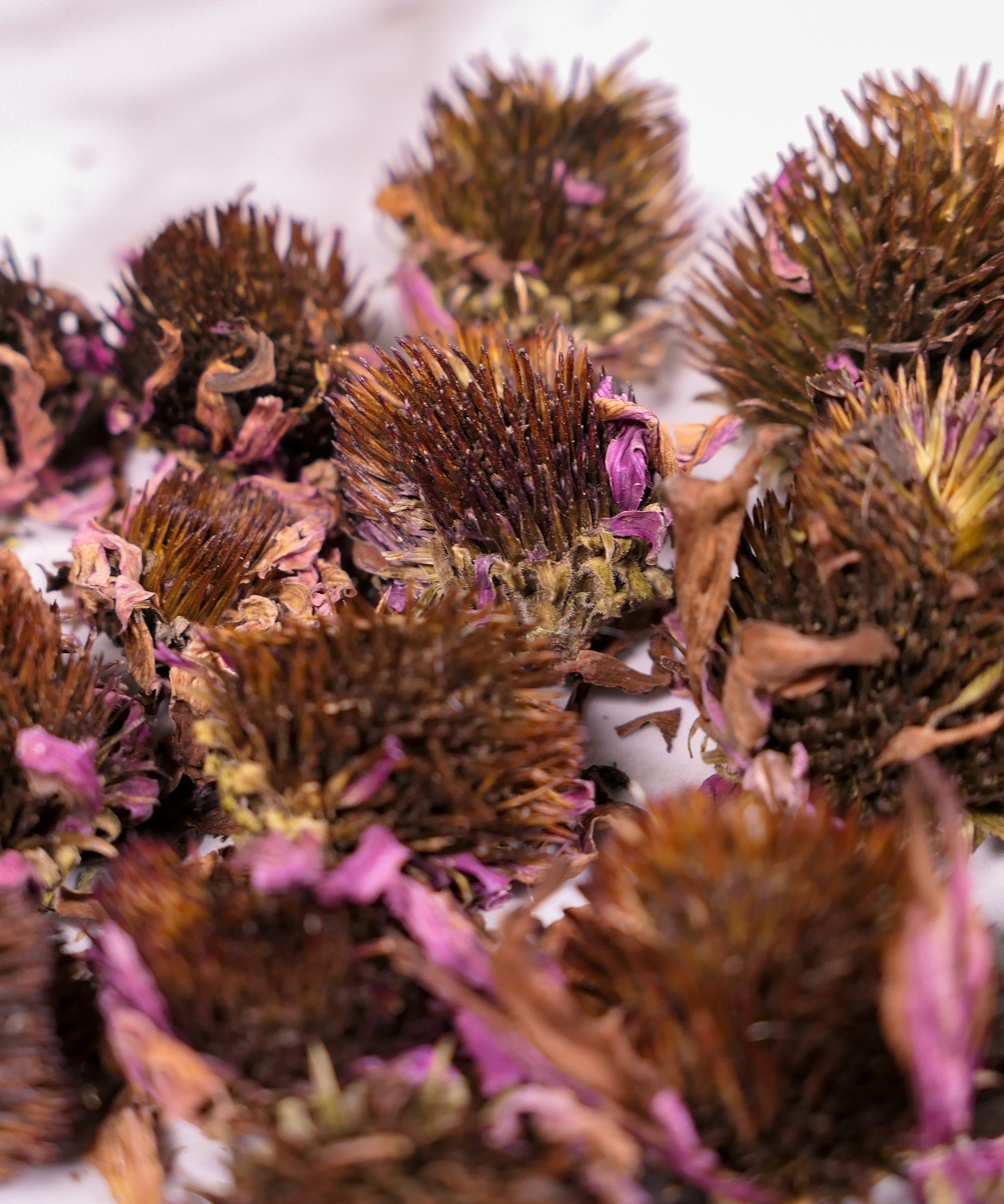 Forage Echinacea Flowers