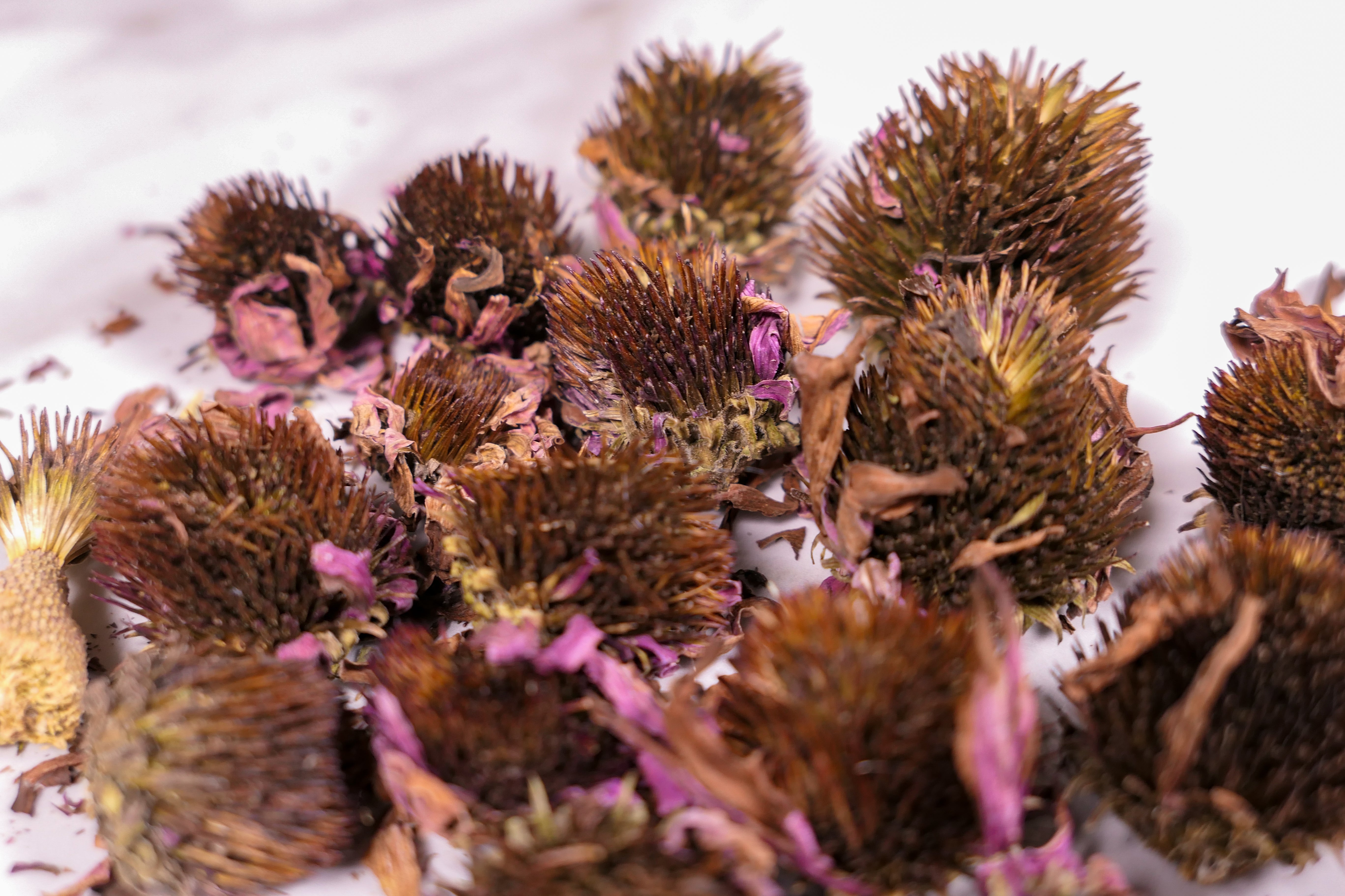 Forage Echinacea Flowers