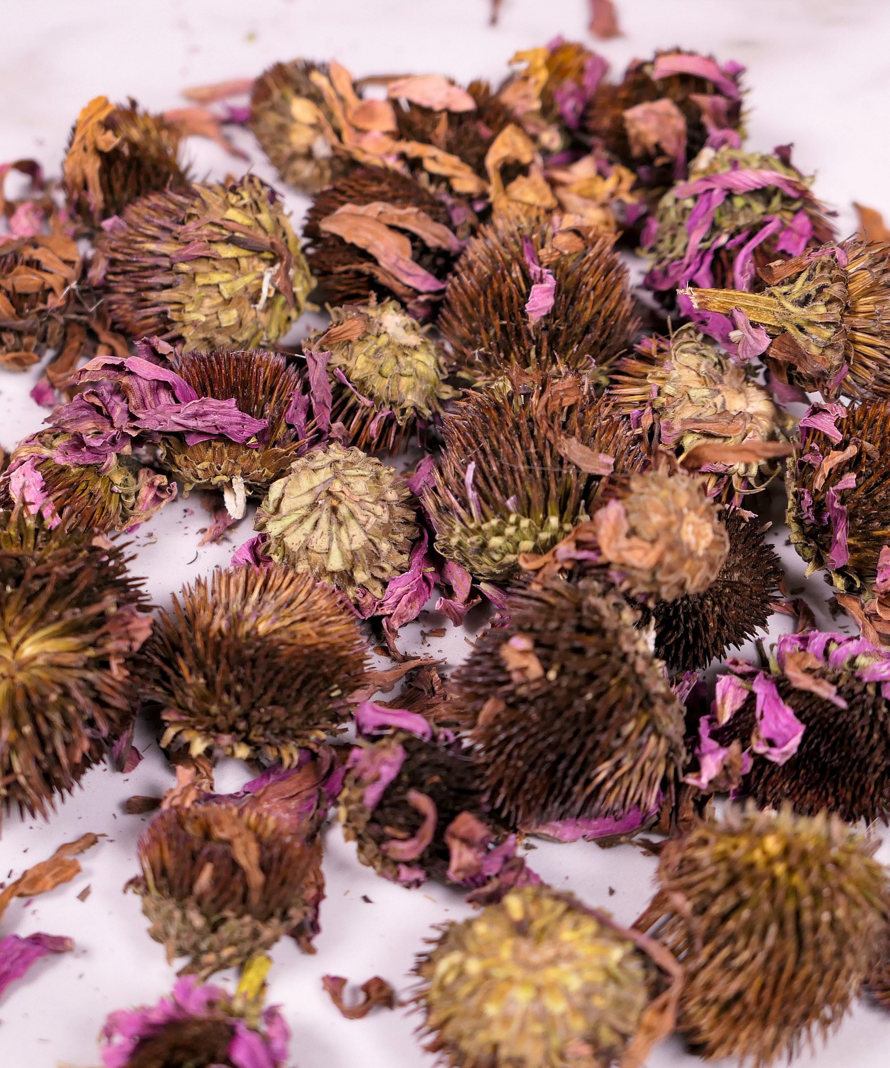 Forage Echinacea Flowers