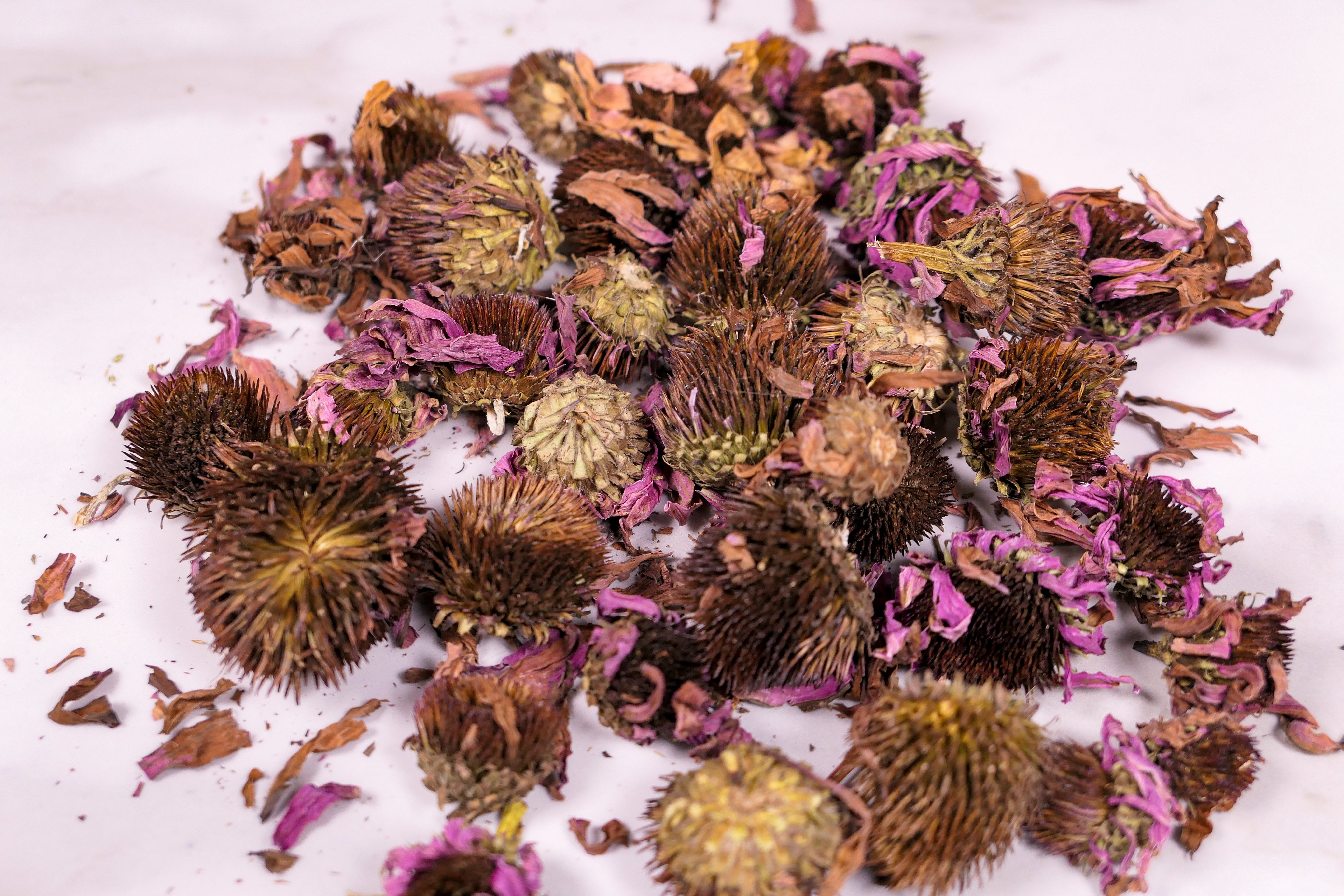 Forage Echinacea Flowers