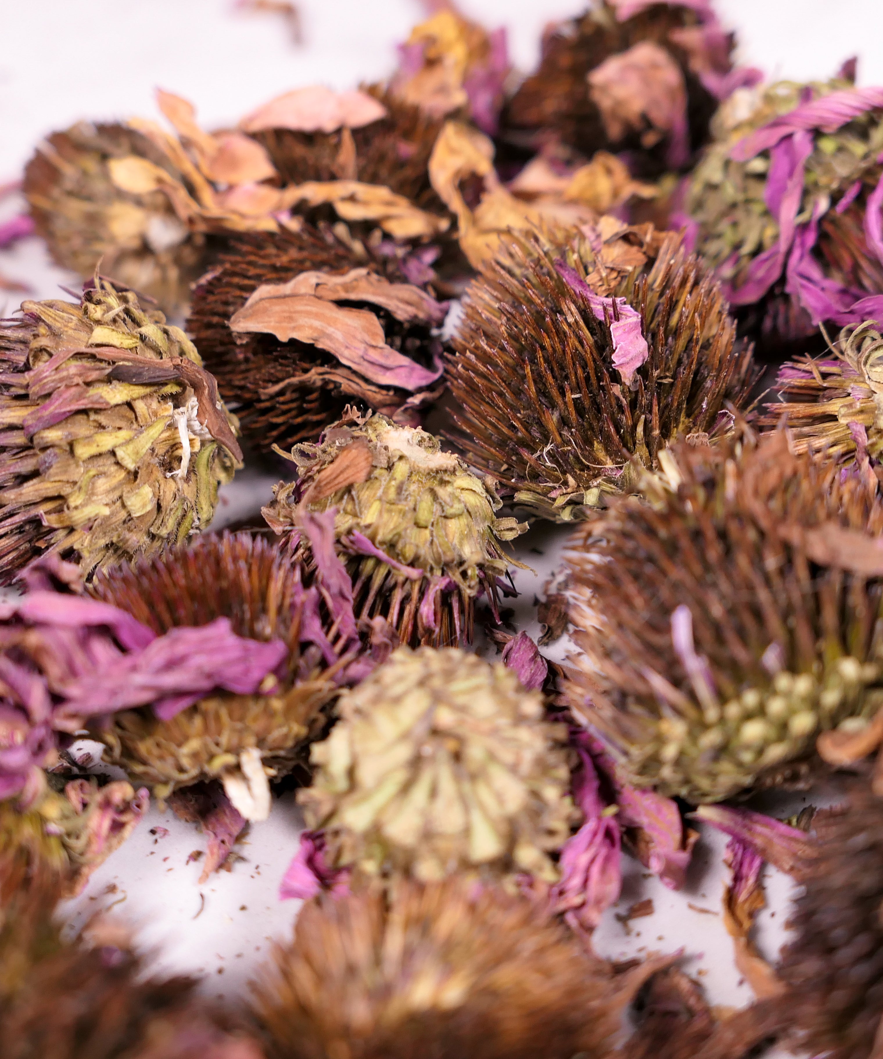 Forage Echinacea Flowers