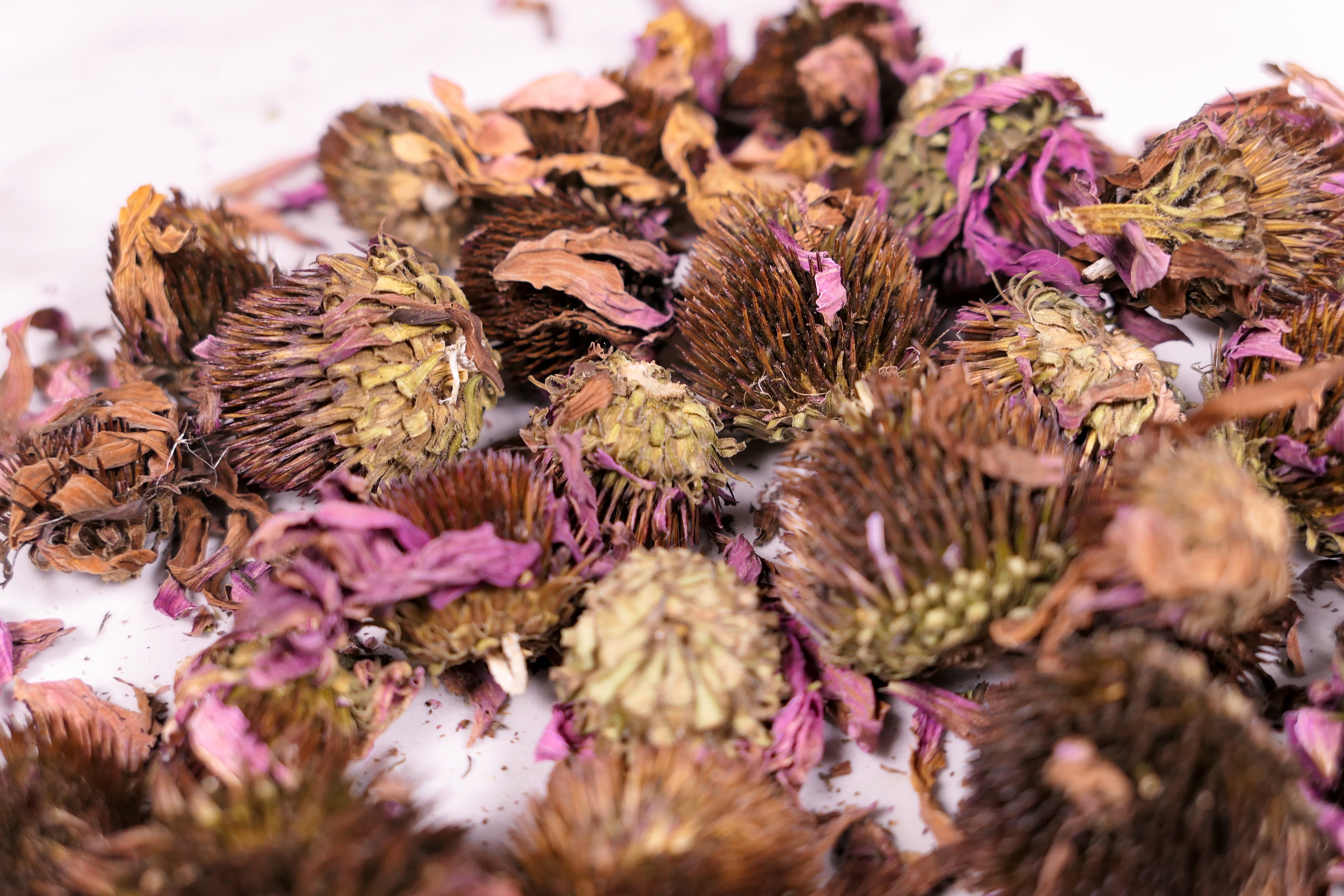 Forage Echinacea Flowers