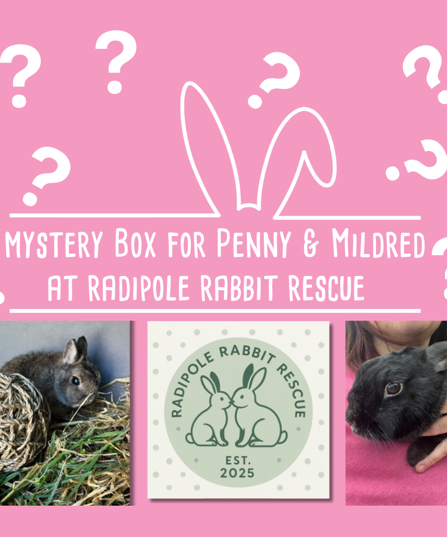 Mystery Box for Radipole Rabbit Rescue