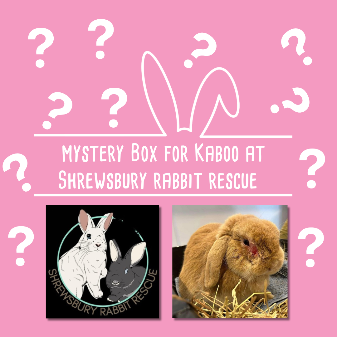 Mystery Box for Kaboo  at Shrewsbury Rabbit Rescue