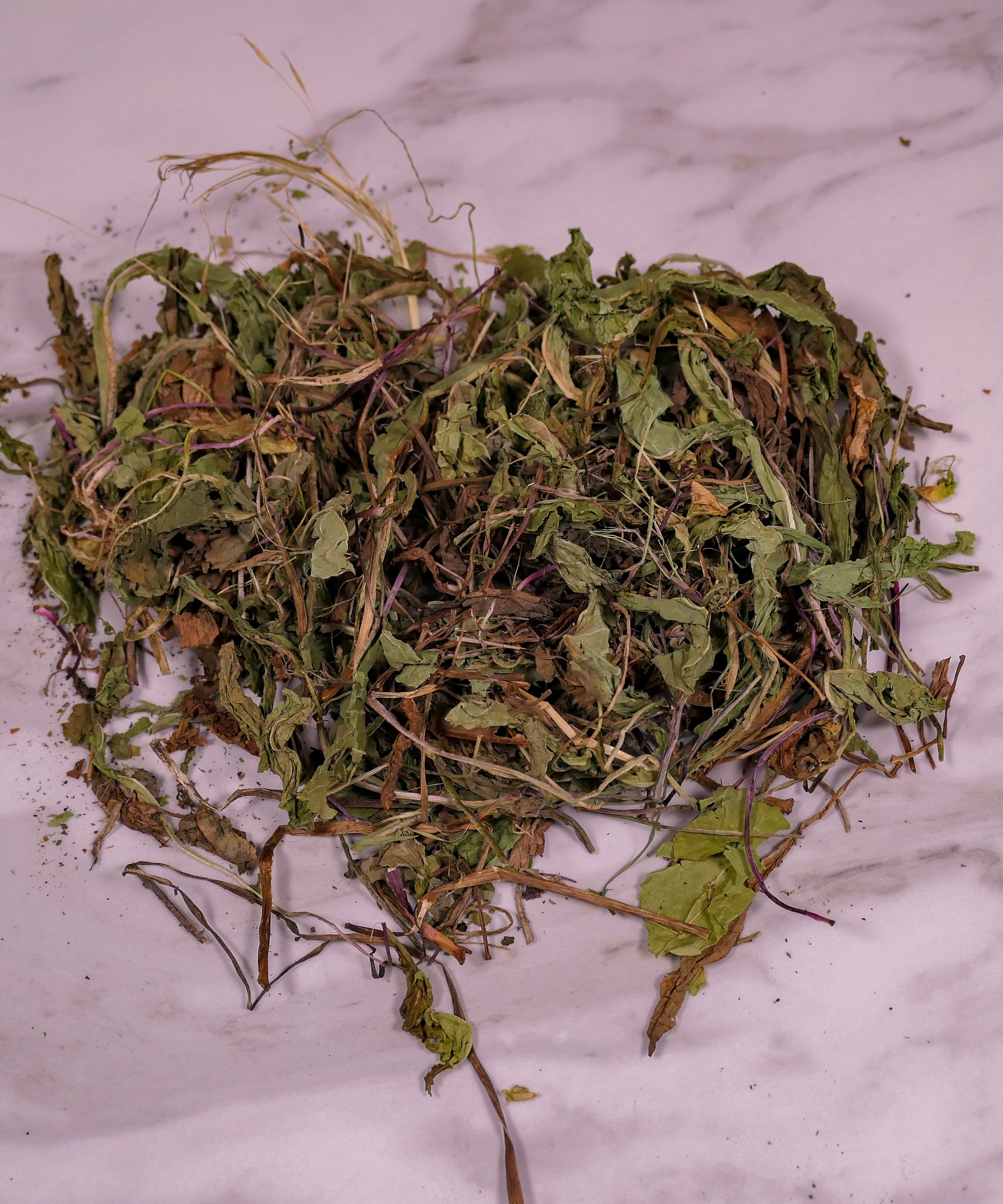 Bunny Forage - Dandelion leaves