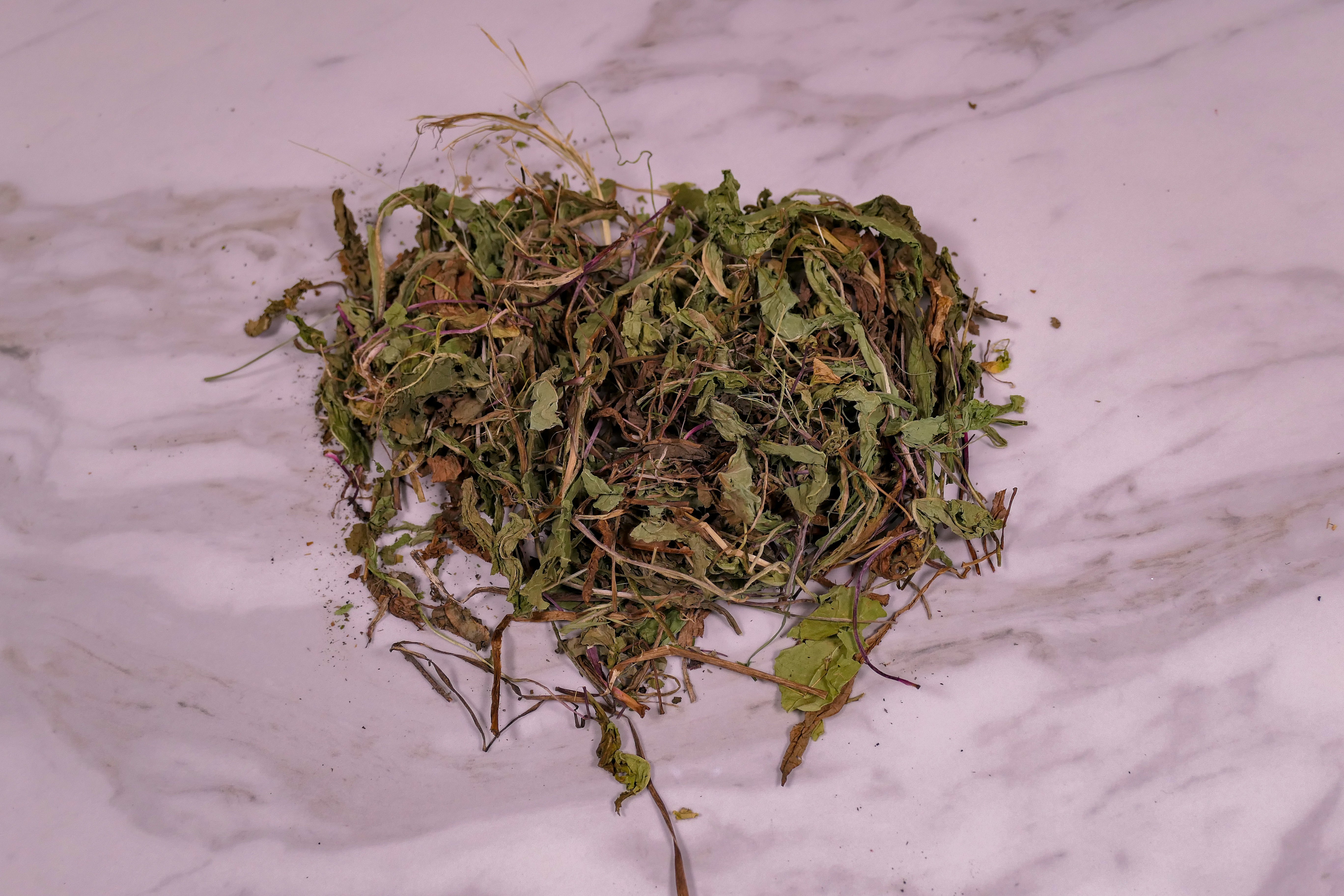 Bunny Forage - Dandelion leaves