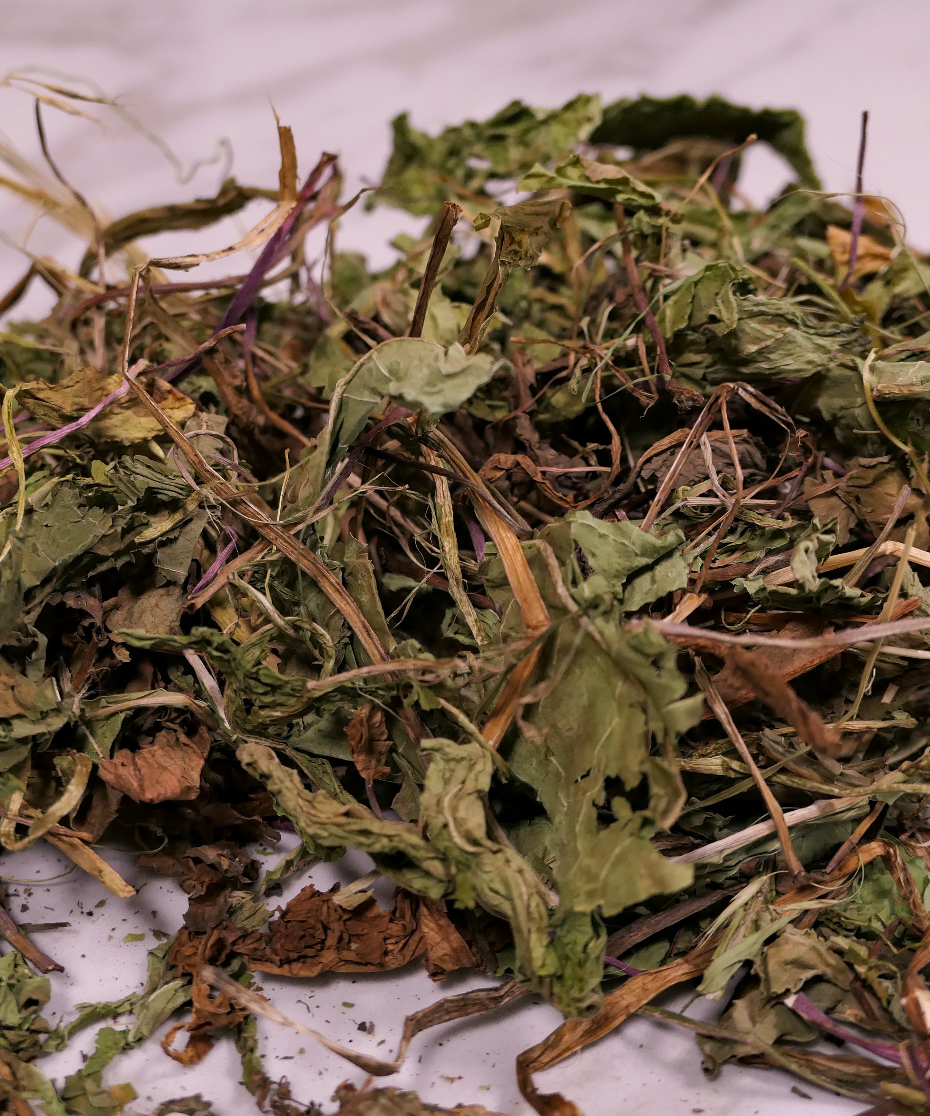 Bunny Forage - Dandelion leaves