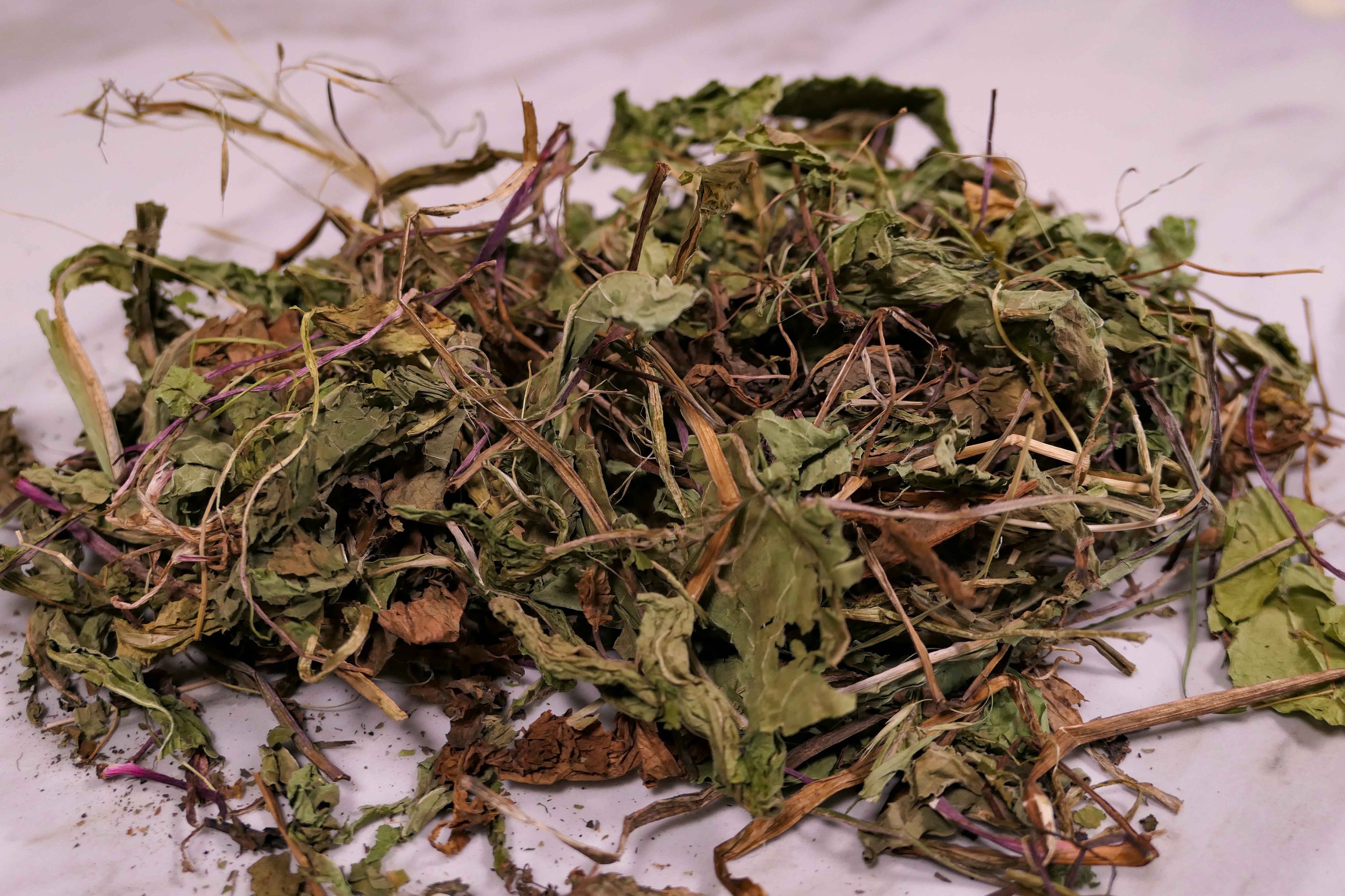 Bunny Forage - Dandelion leaves