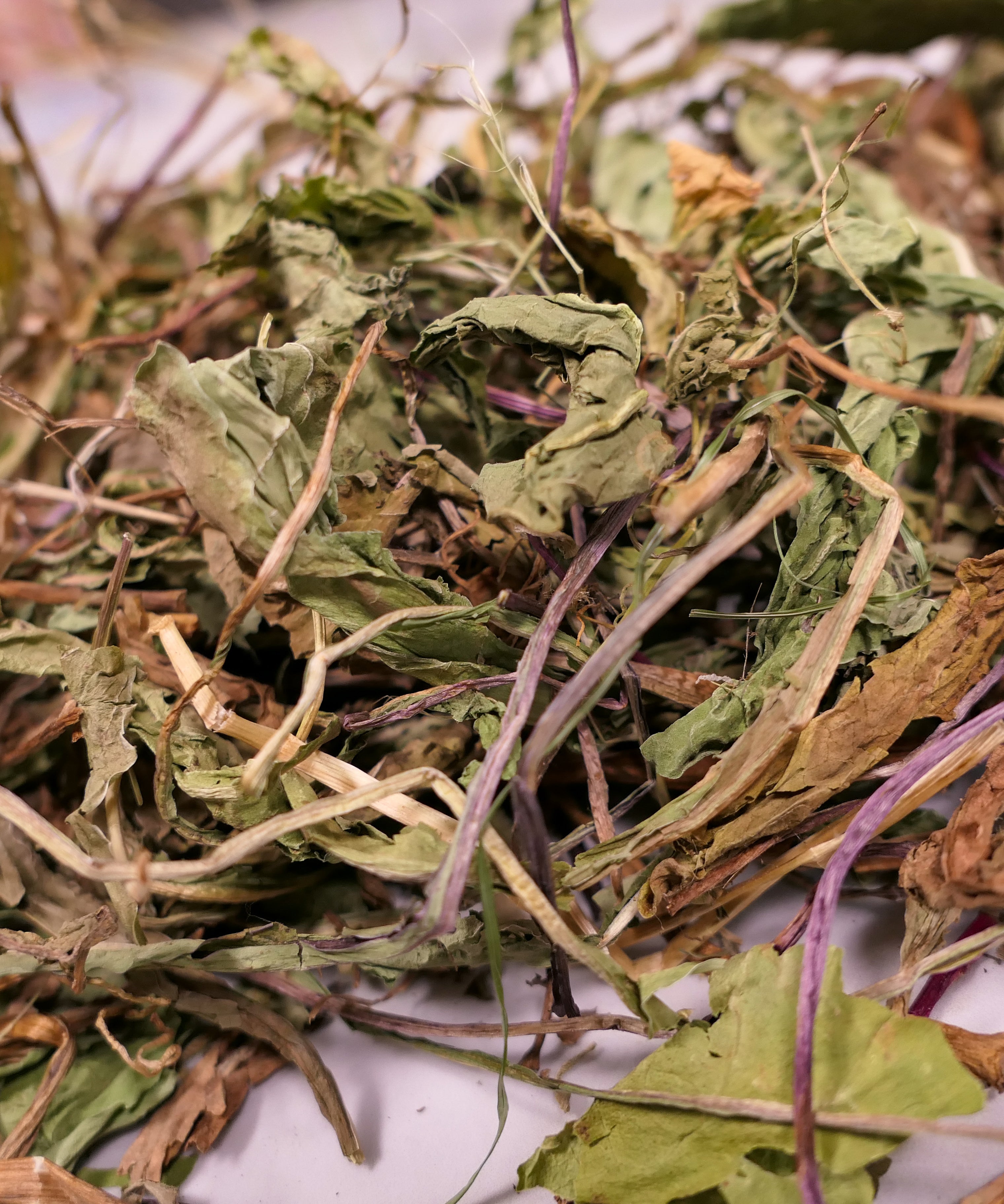 Bunny Forage - Dandelion leaves