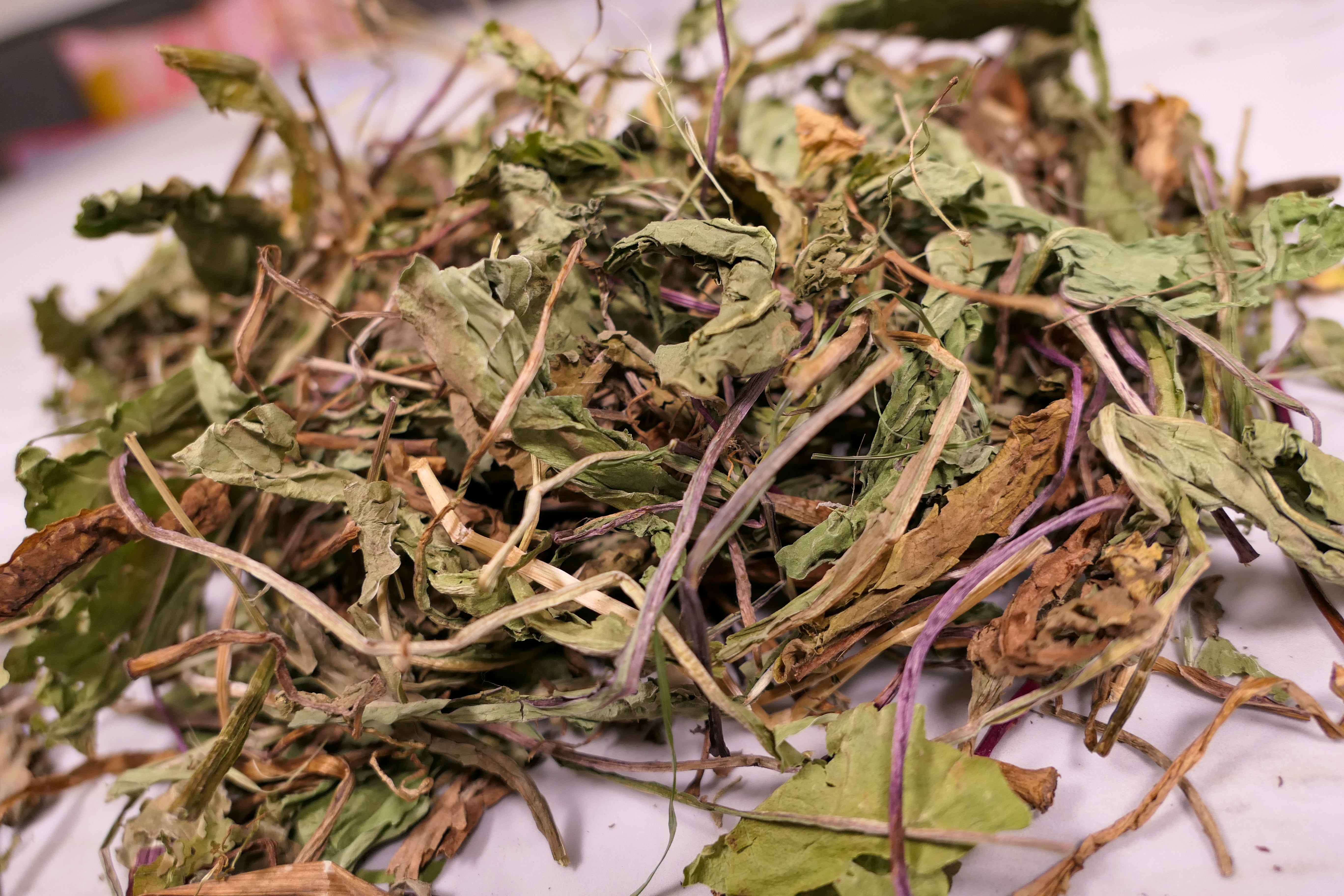 Bunny Forage - Dandelion leaves