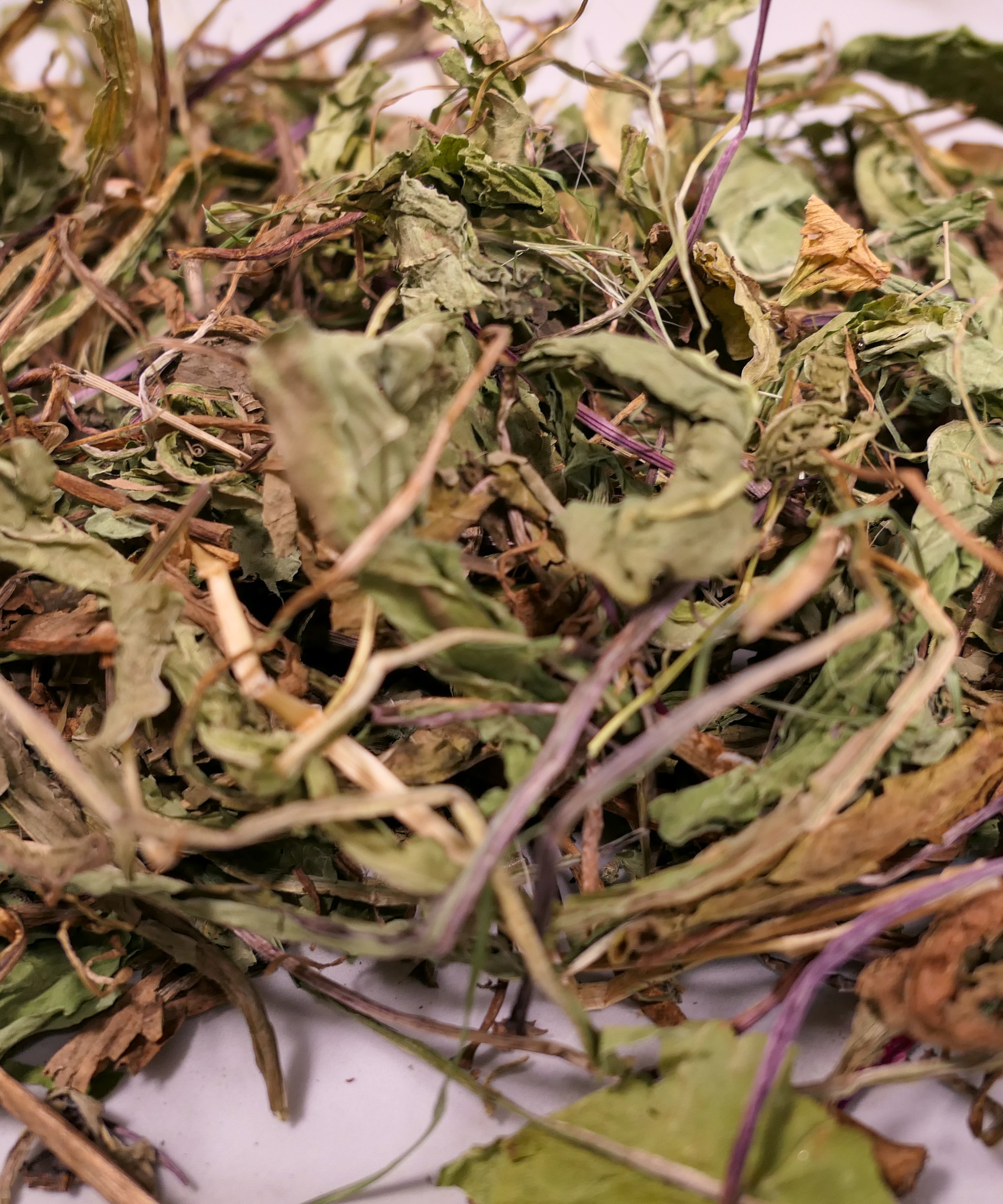 Bunny Forage - Dandelion leaves