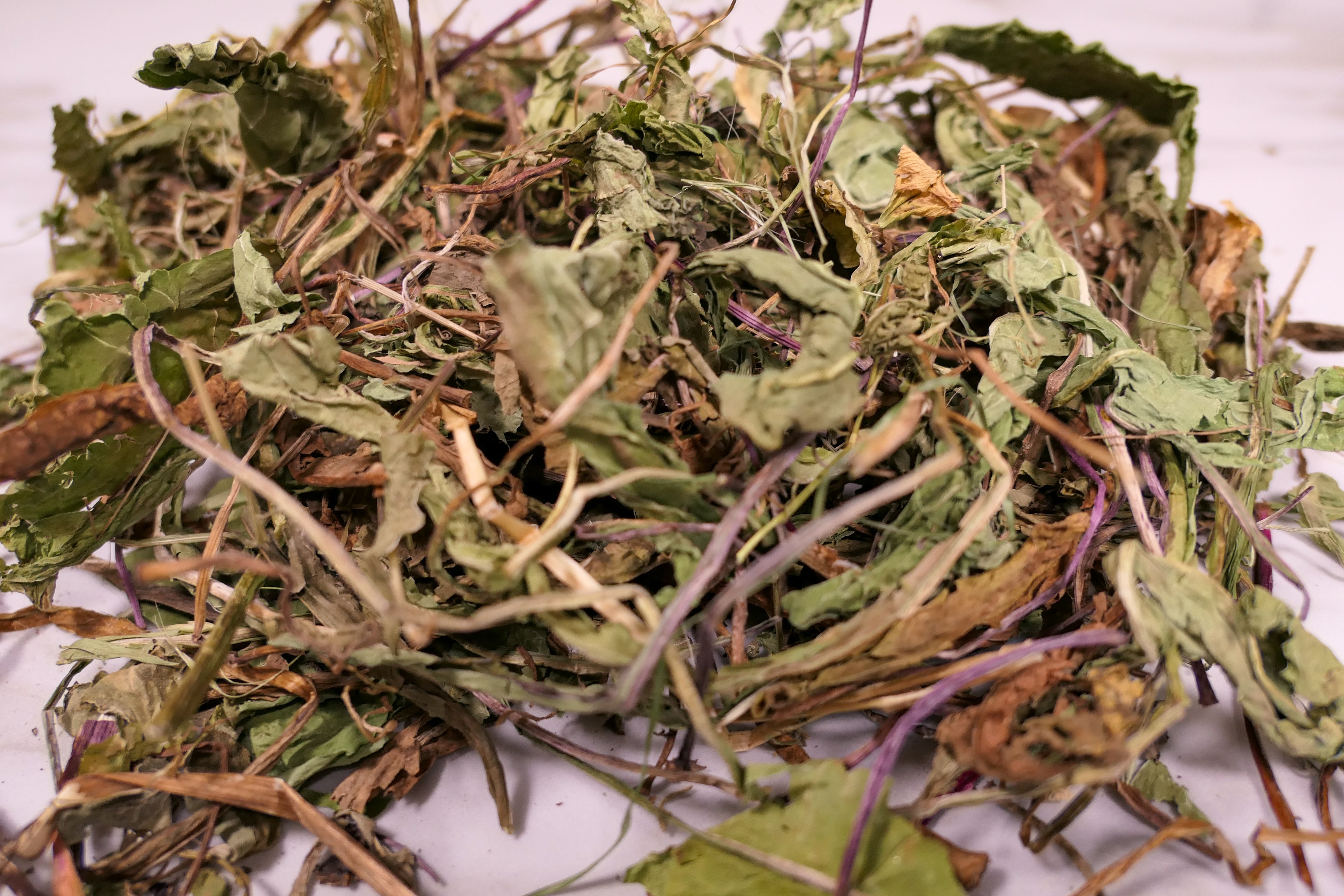 Bunny Forage - Dandelion leaves