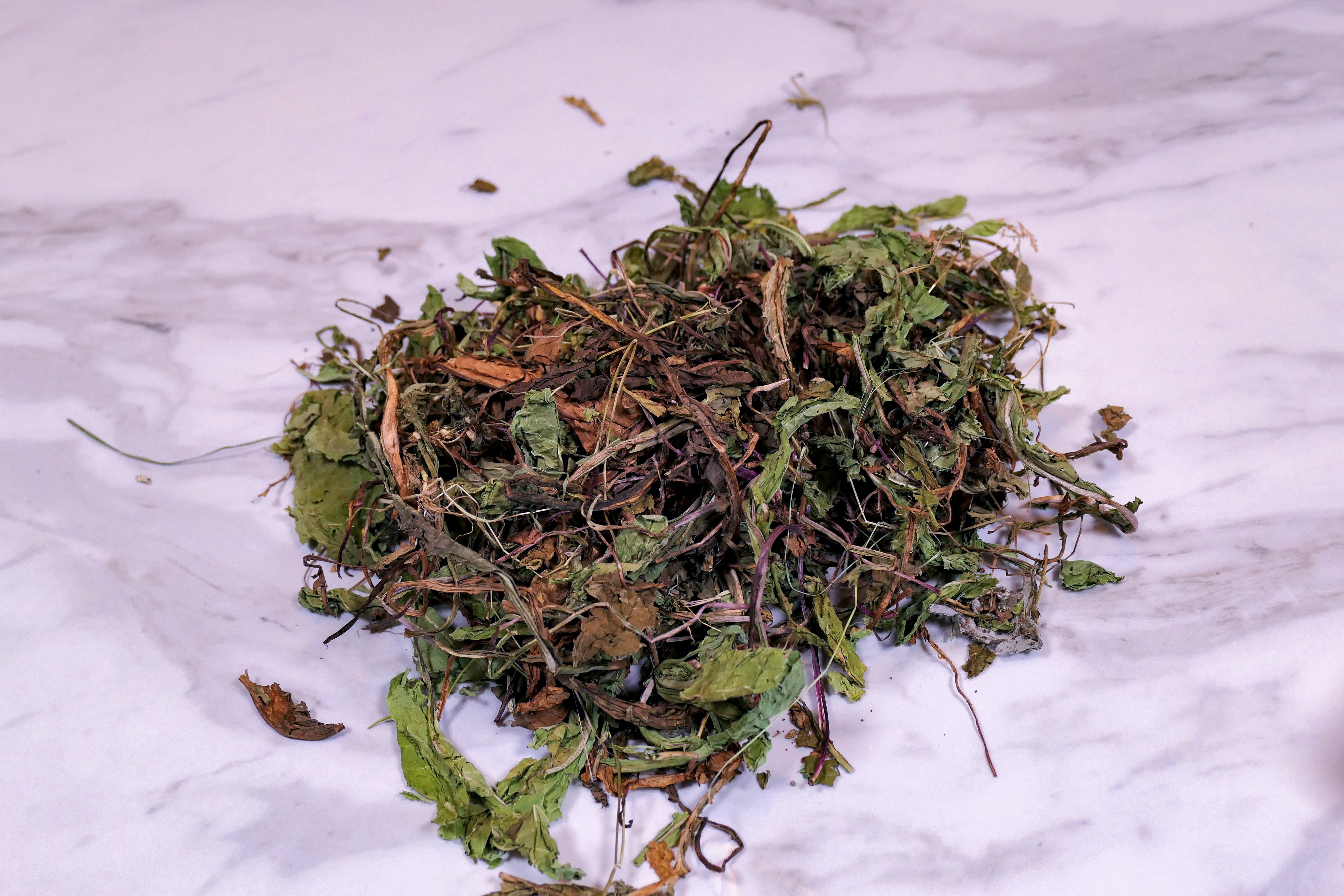 Bunny Forage - Dandelion leaves