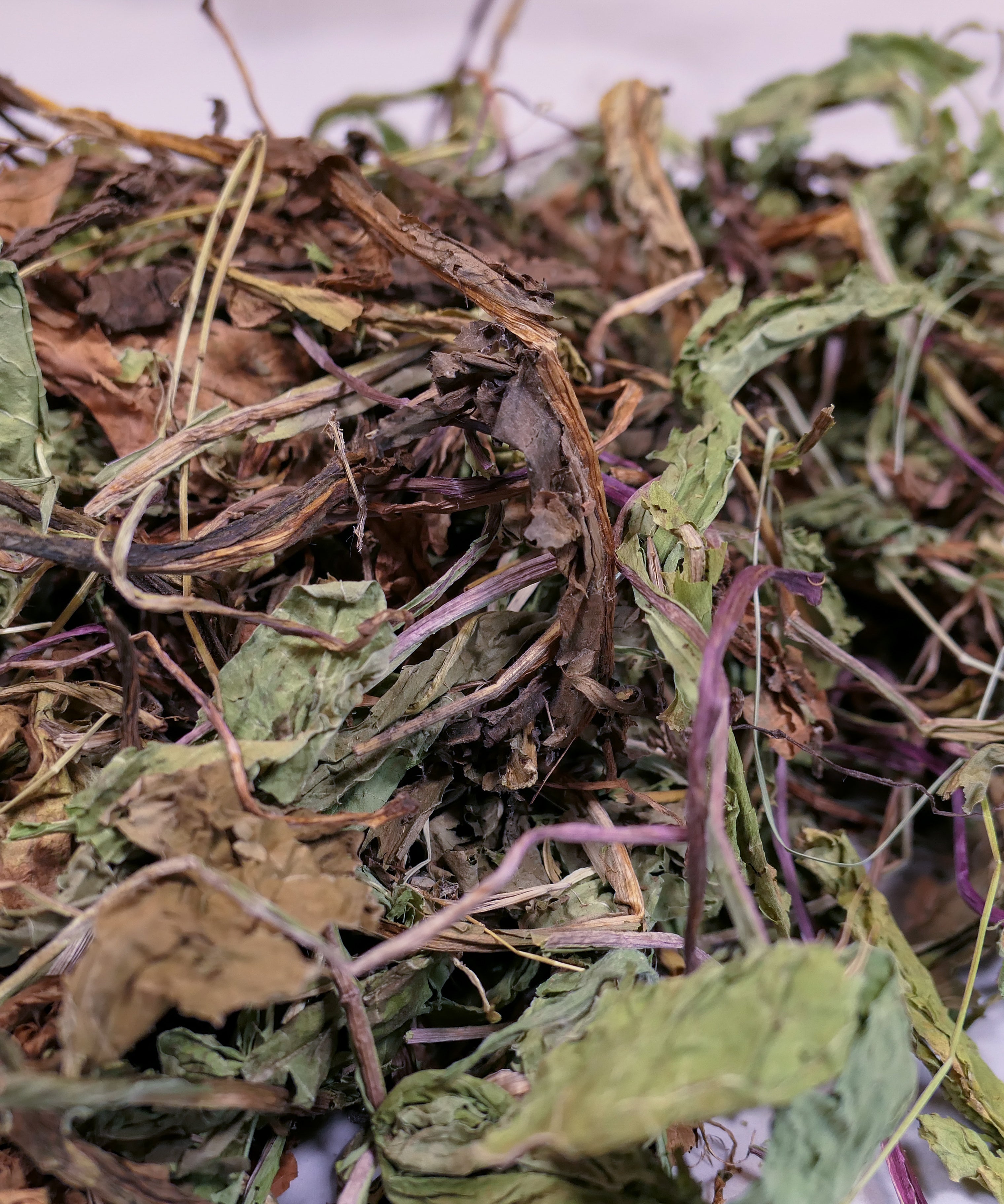 Bunny Forage - Dandelion leaves