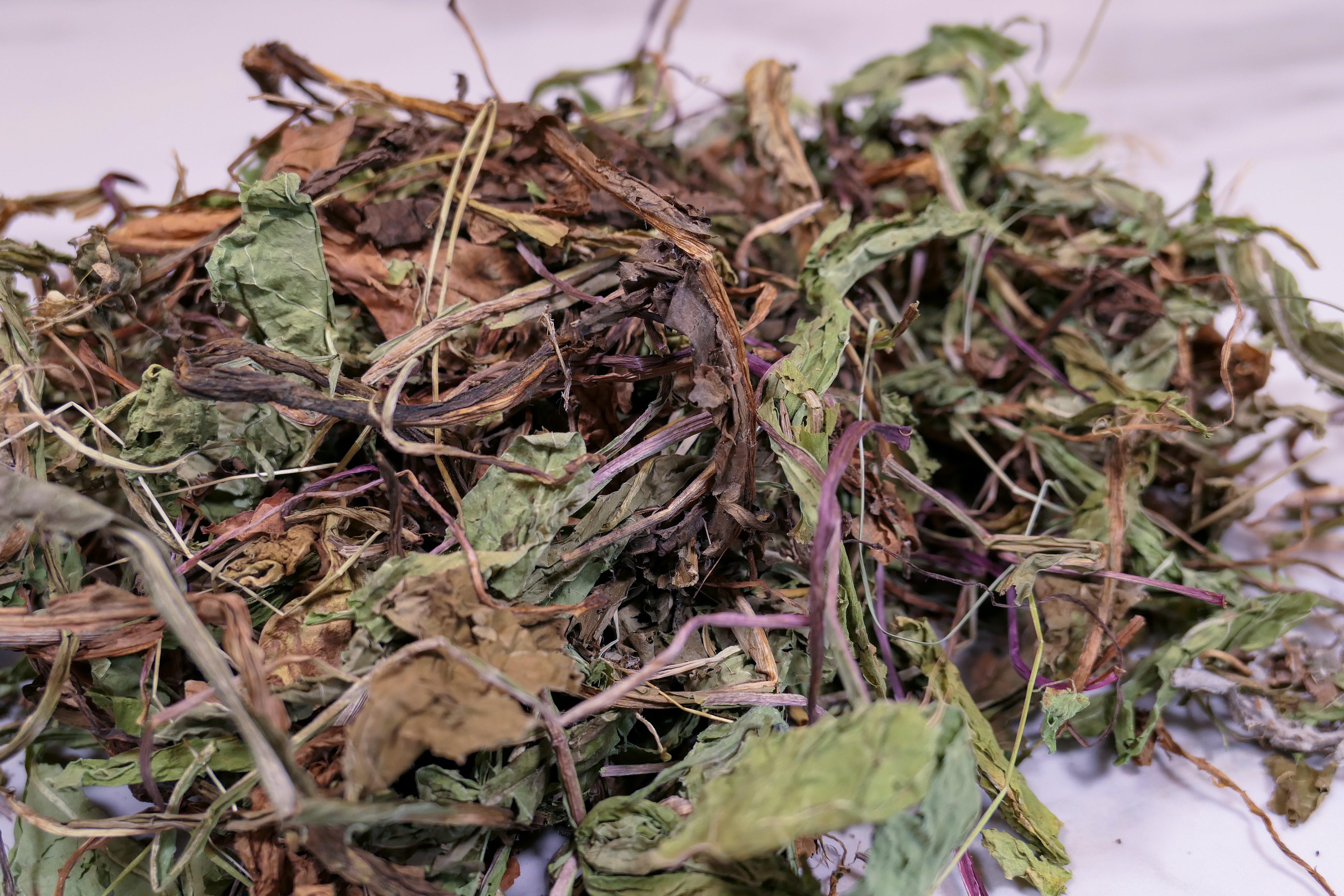 Bunny Forage - Dandelion leaves