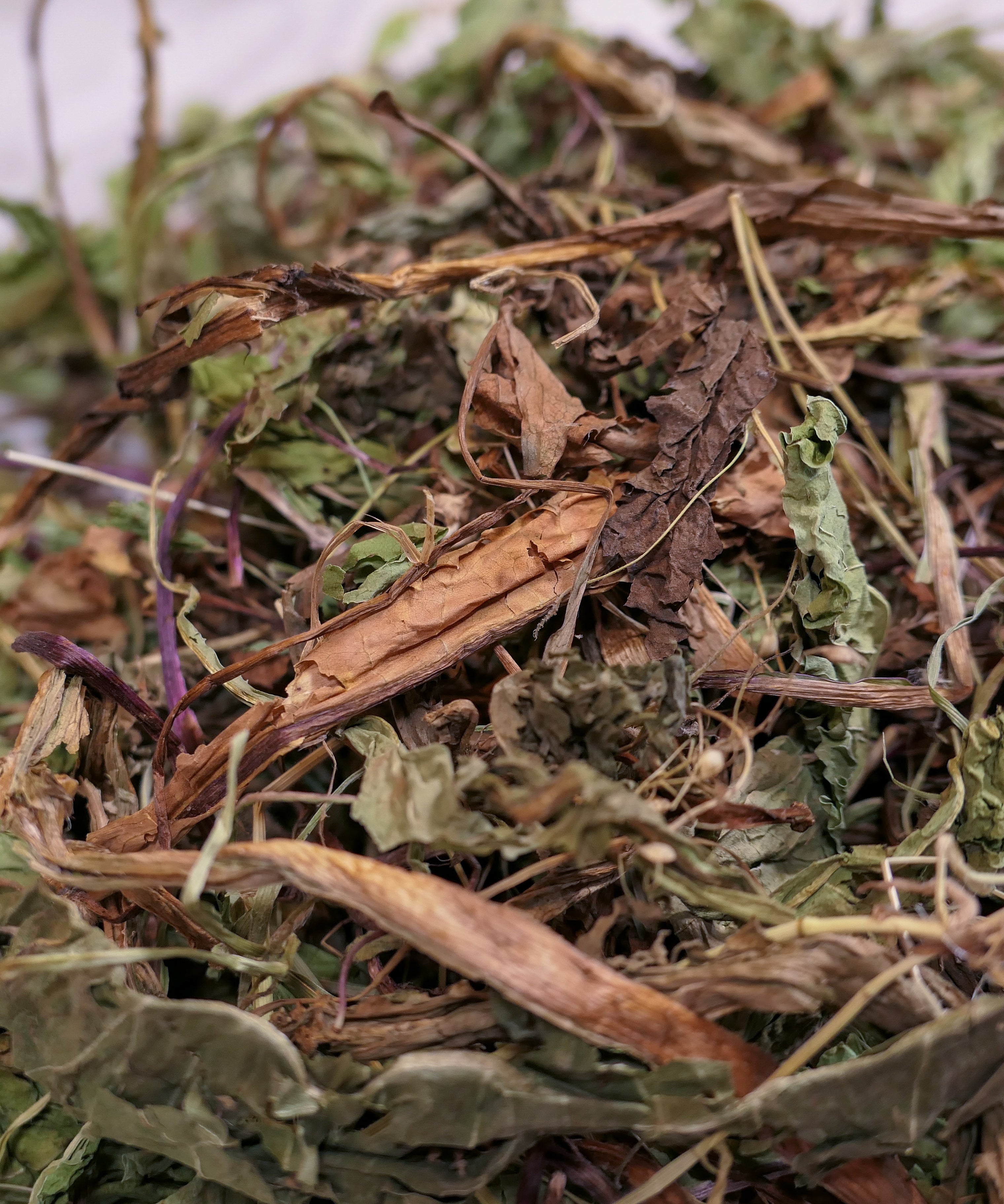 Bunny Forage - Dandelion leaves