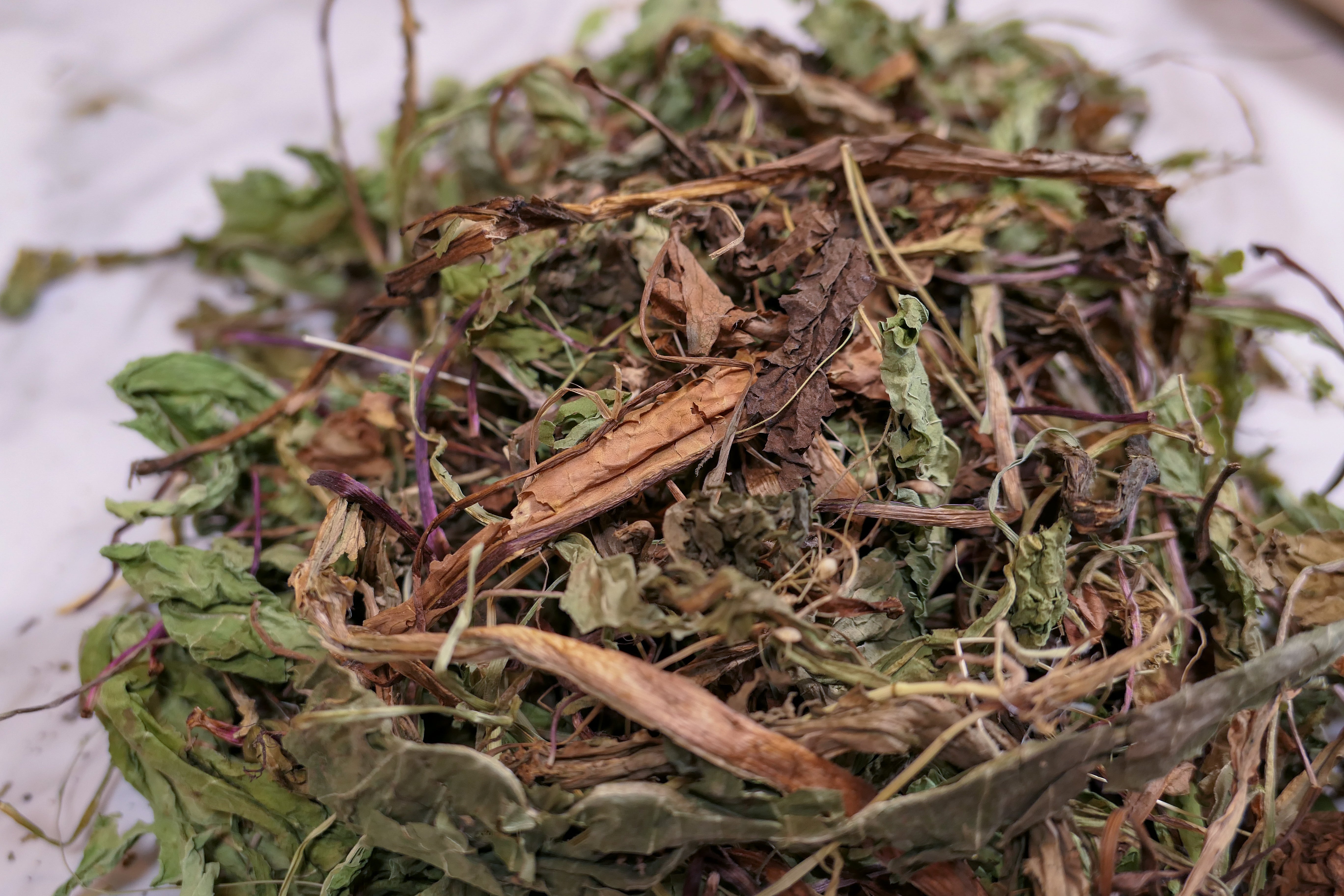 Bunny Forage - Dandelion leaves