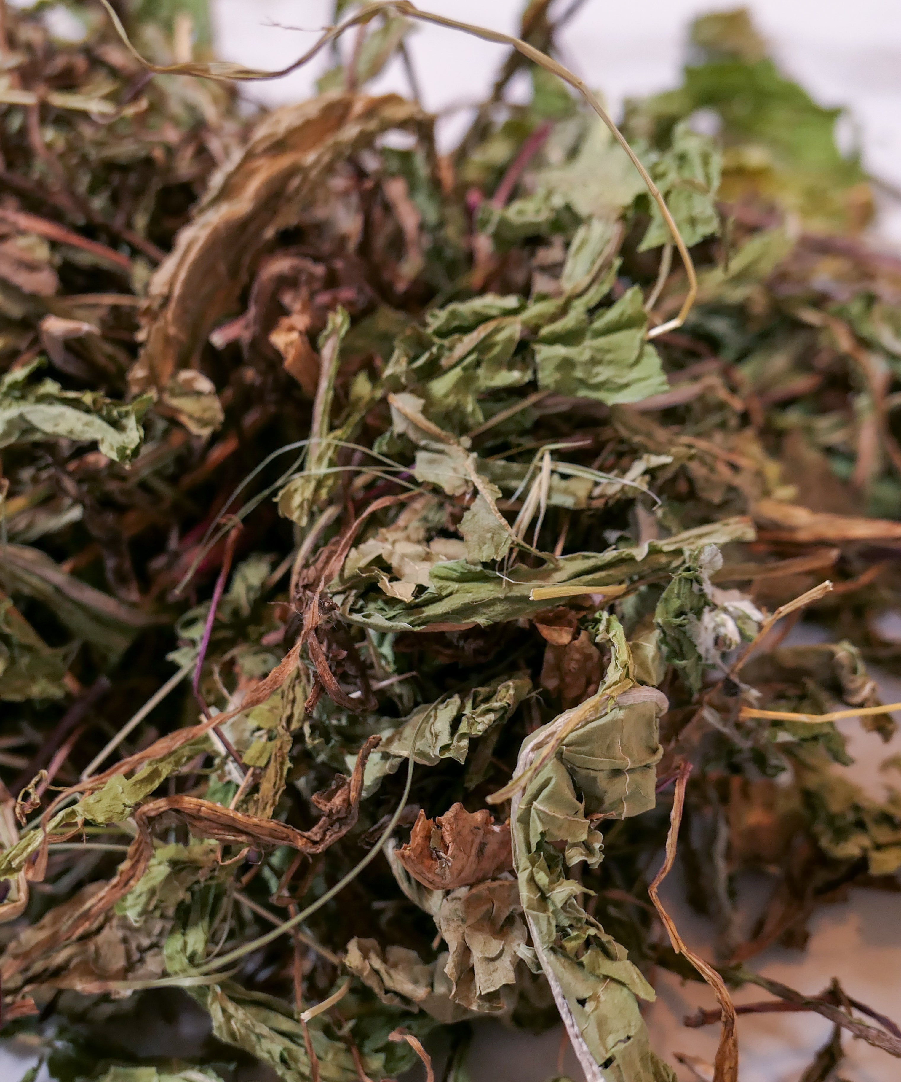 Bunny Forage - Dandelion leaves