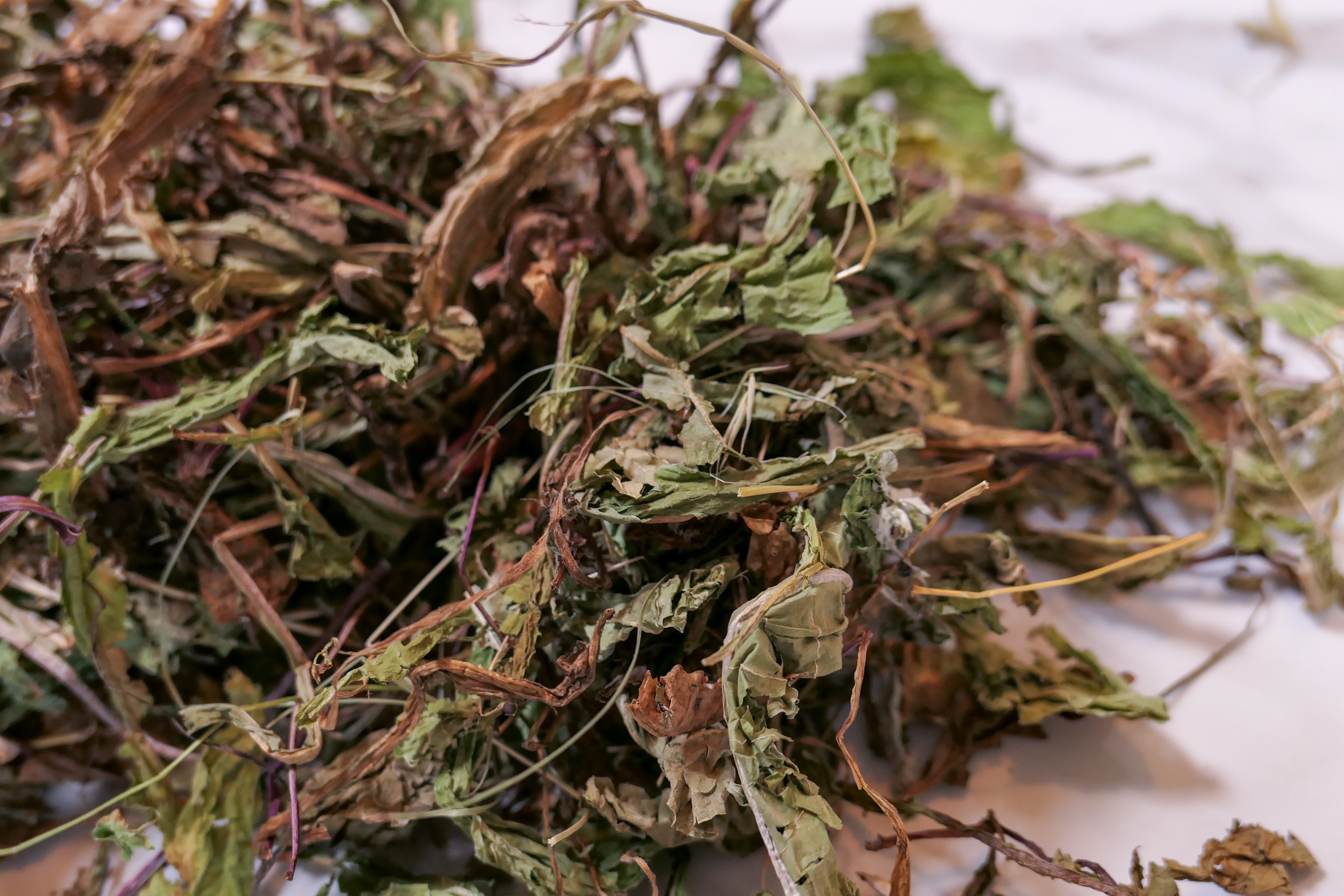 Bunny Forage - Dandelion leaves