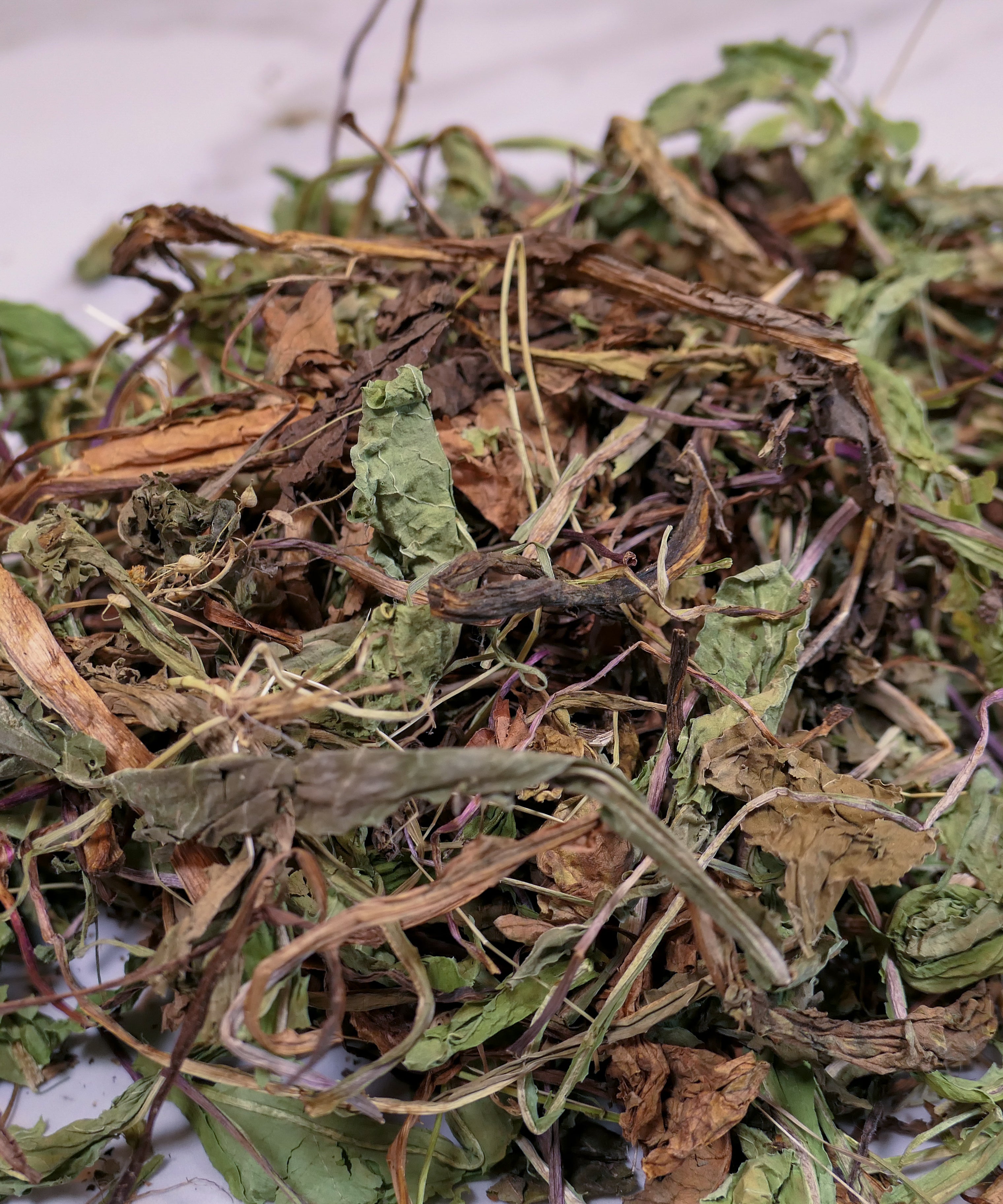 Bunny Forage - Dandelion leaves