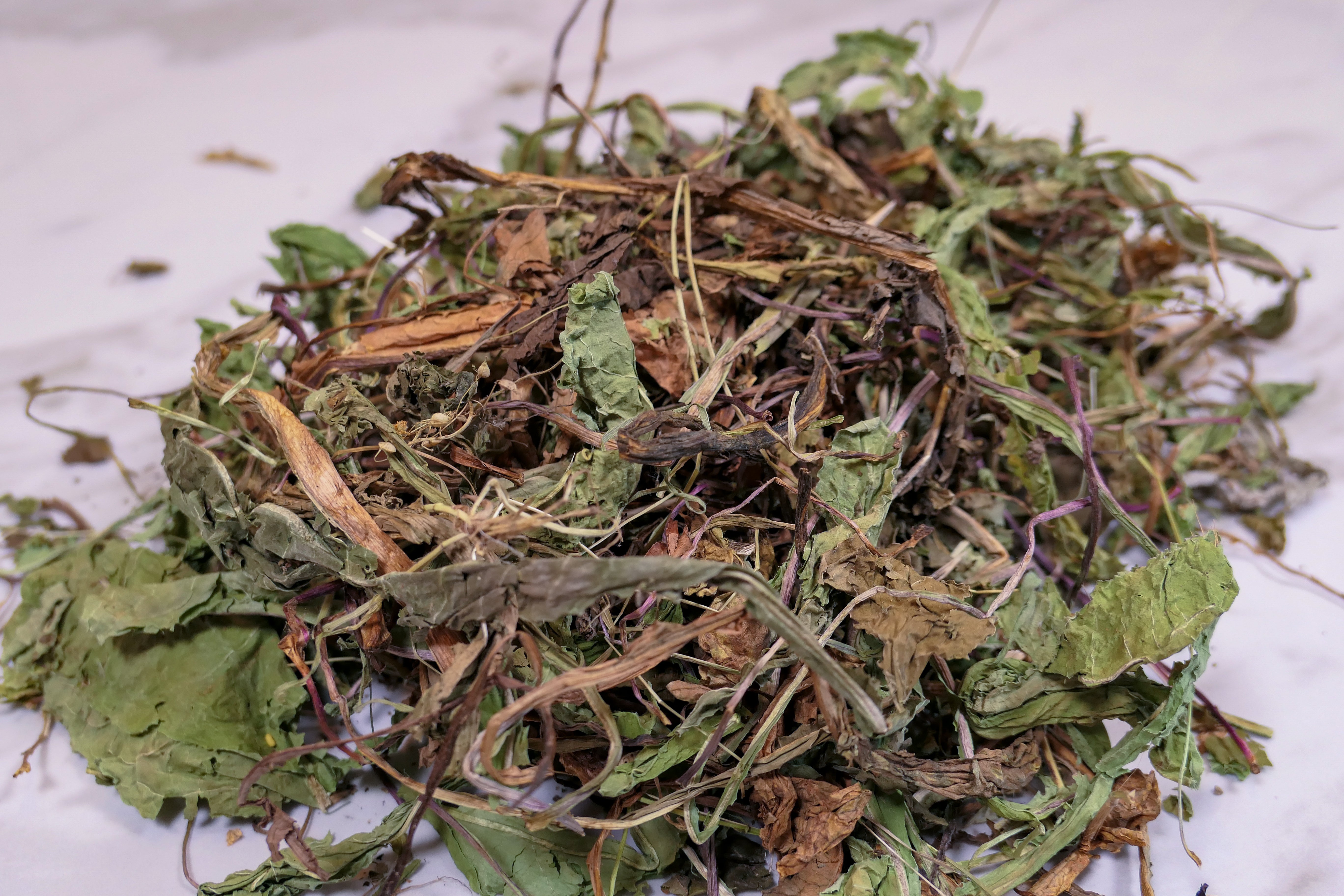 Bunny Forage - Dandelion leaves