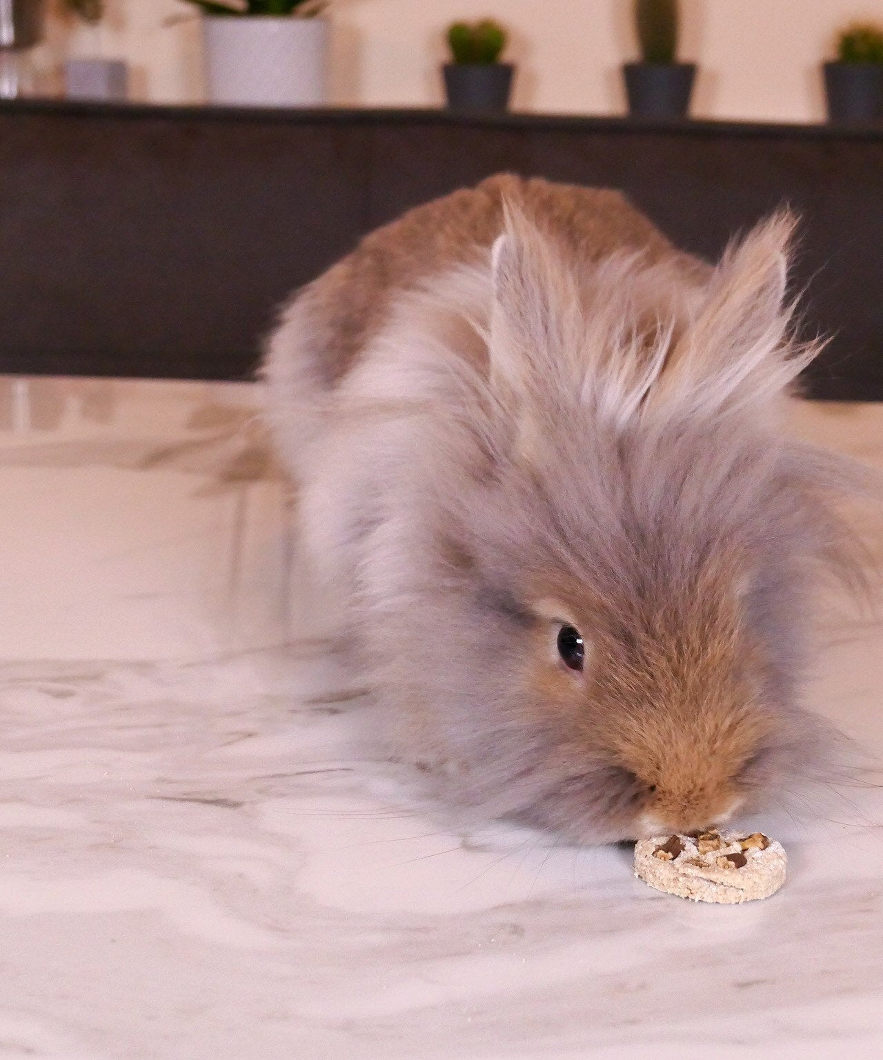 Chunky Choc Chip Cookies Treat Bag
