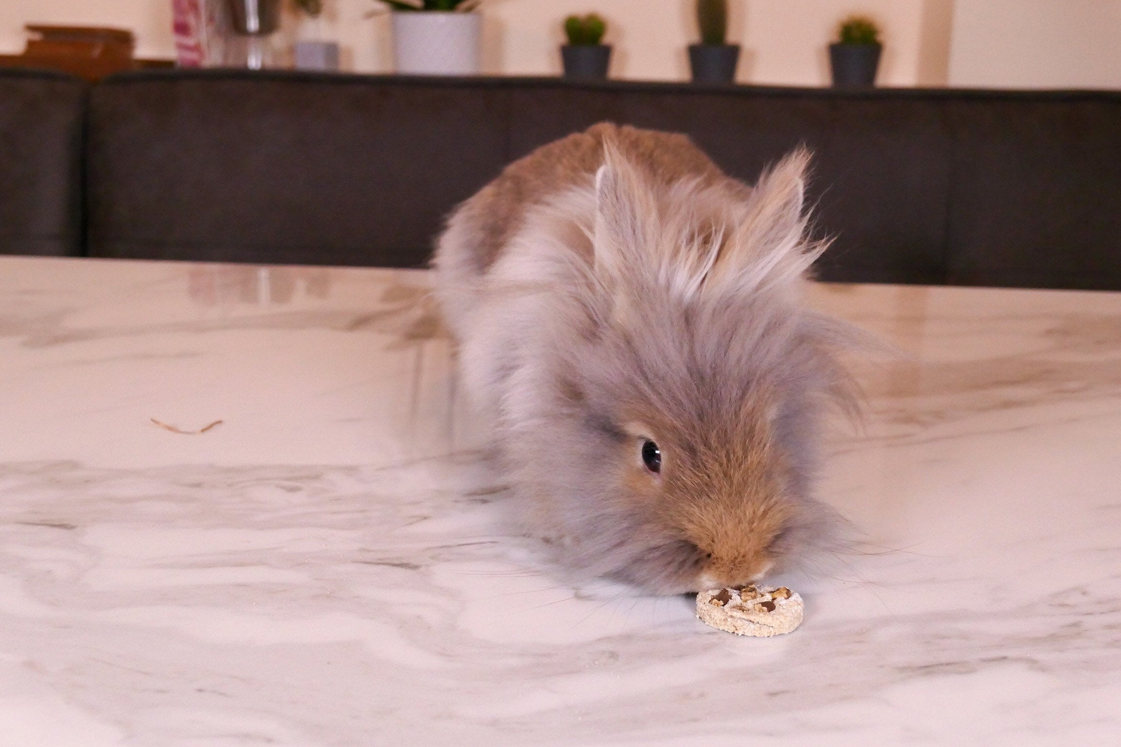 Chunky Choc Chip Cookies Treat Bag