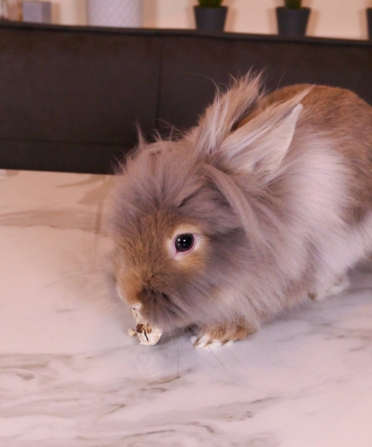 Chunky Choc Chip Cookies Treat Bag