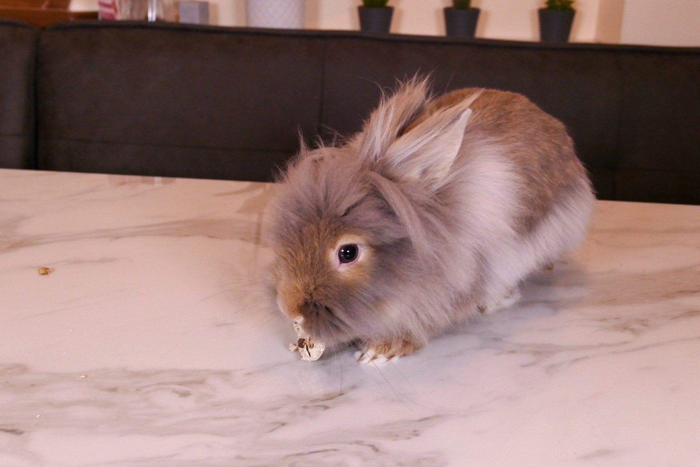 Chunky Choc Chip Cookies Treat Bag