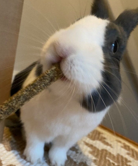 Fibre Sticks Treat Bag