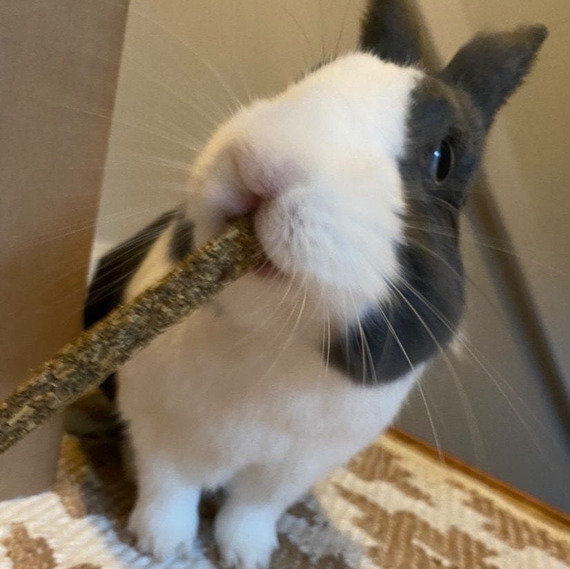 Fibre Sticks Treat Bag