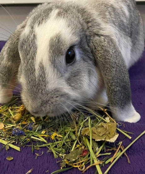 Forage Blend Treat Bag