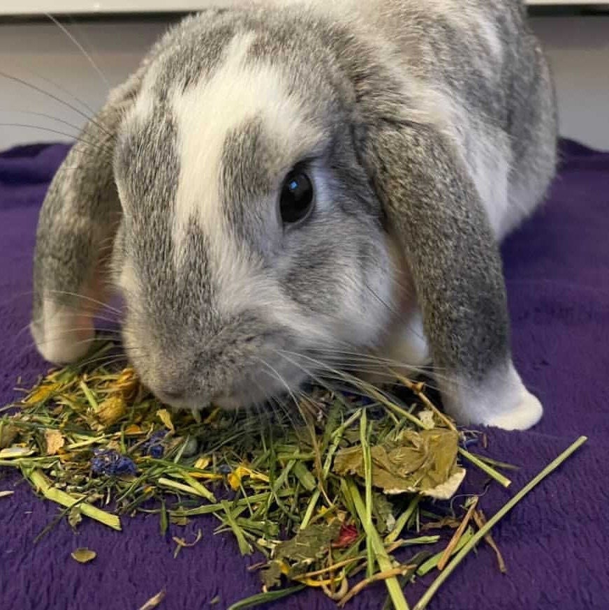 Forage Blend Treat Bag