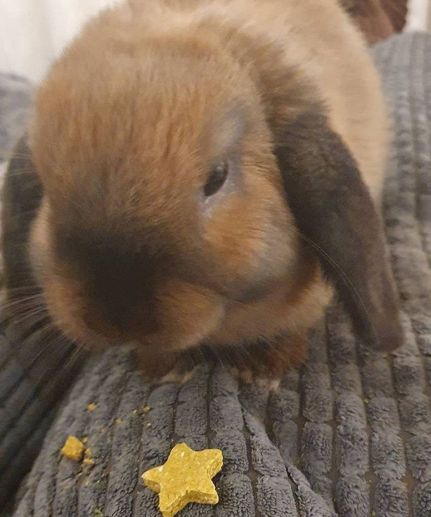 Mini Stars Treat Bag