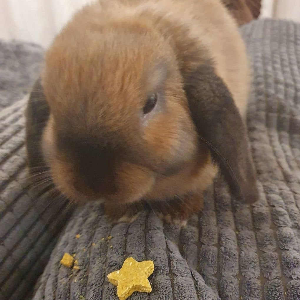 Mini Stars Treat Bag